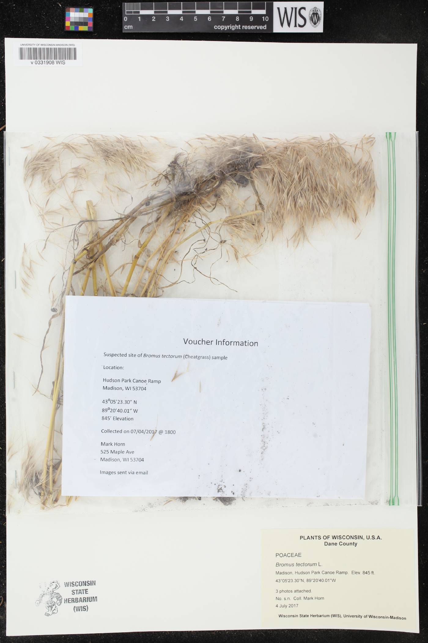 Bromus tectorum image