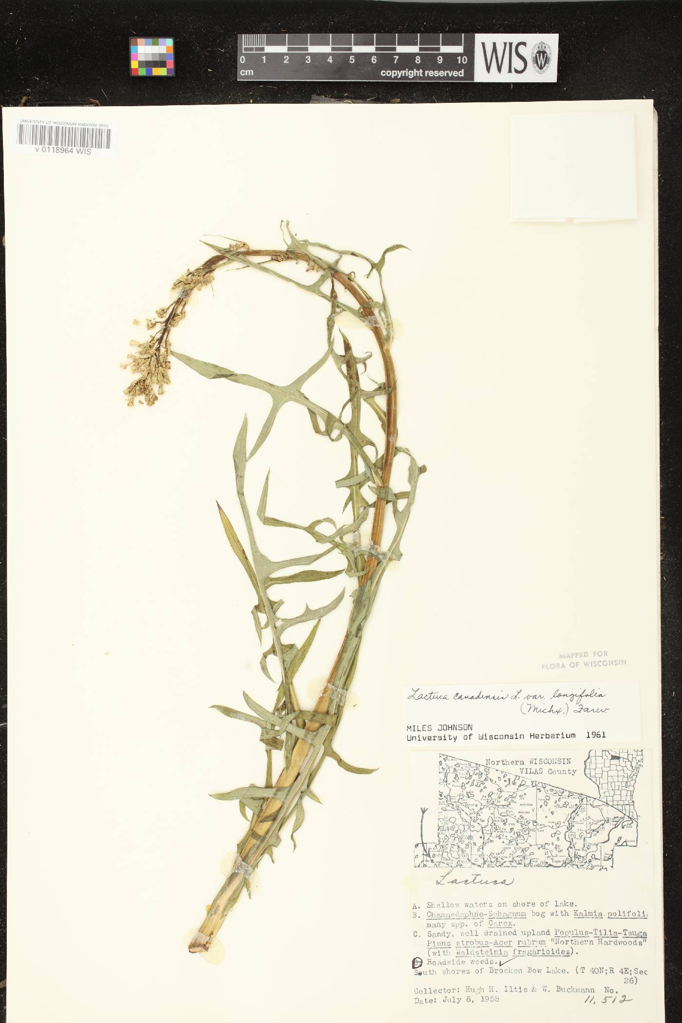 Lactuca canadensis image