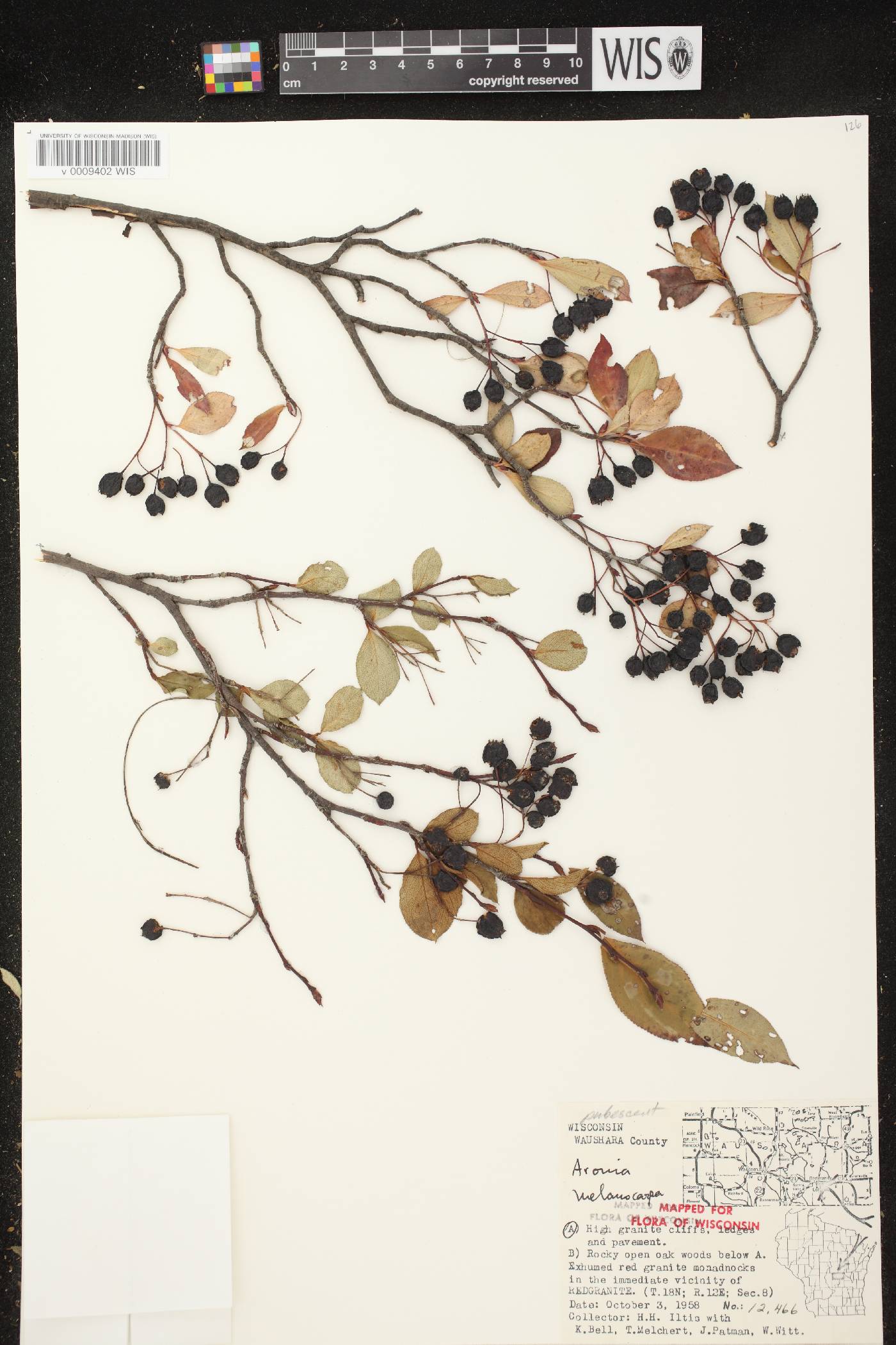 Aronia x prunifolia image