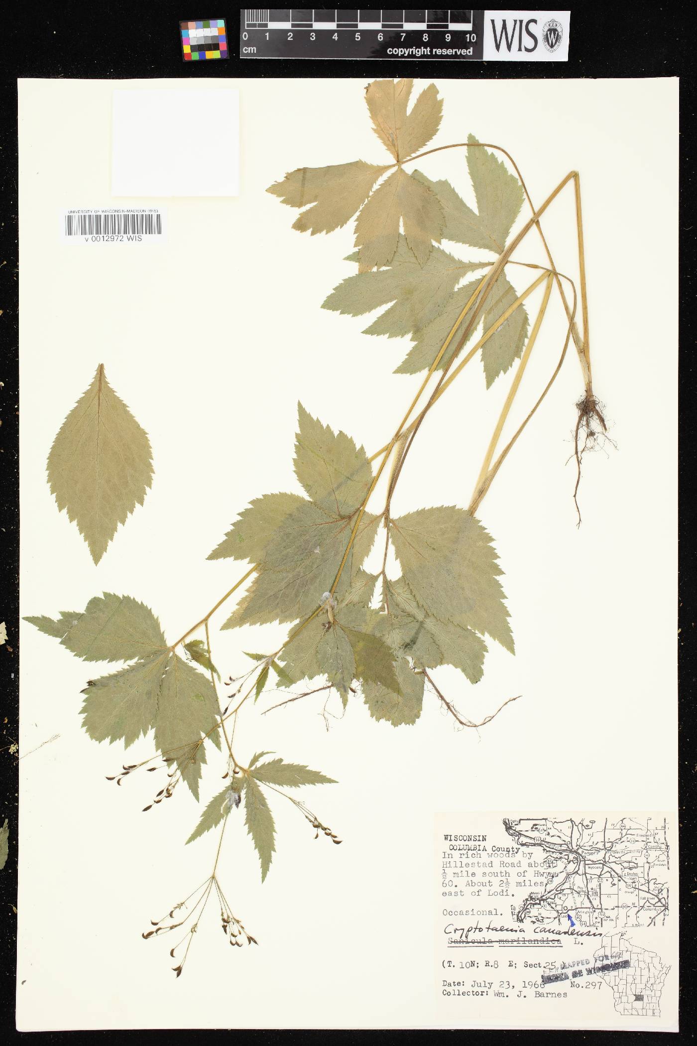 Cryptotaenia canadensis image