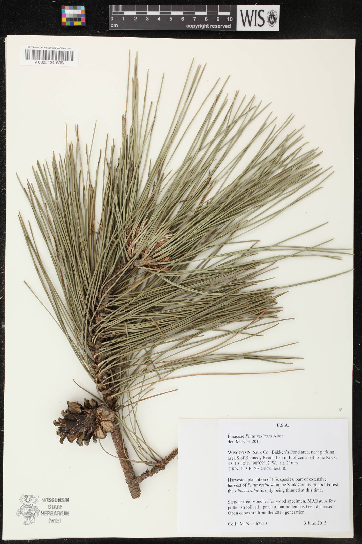 Pinus resinosa image