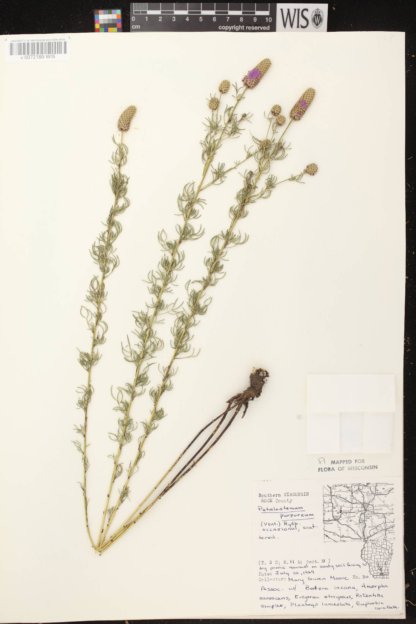 Dalea purpurea var. purpurea image