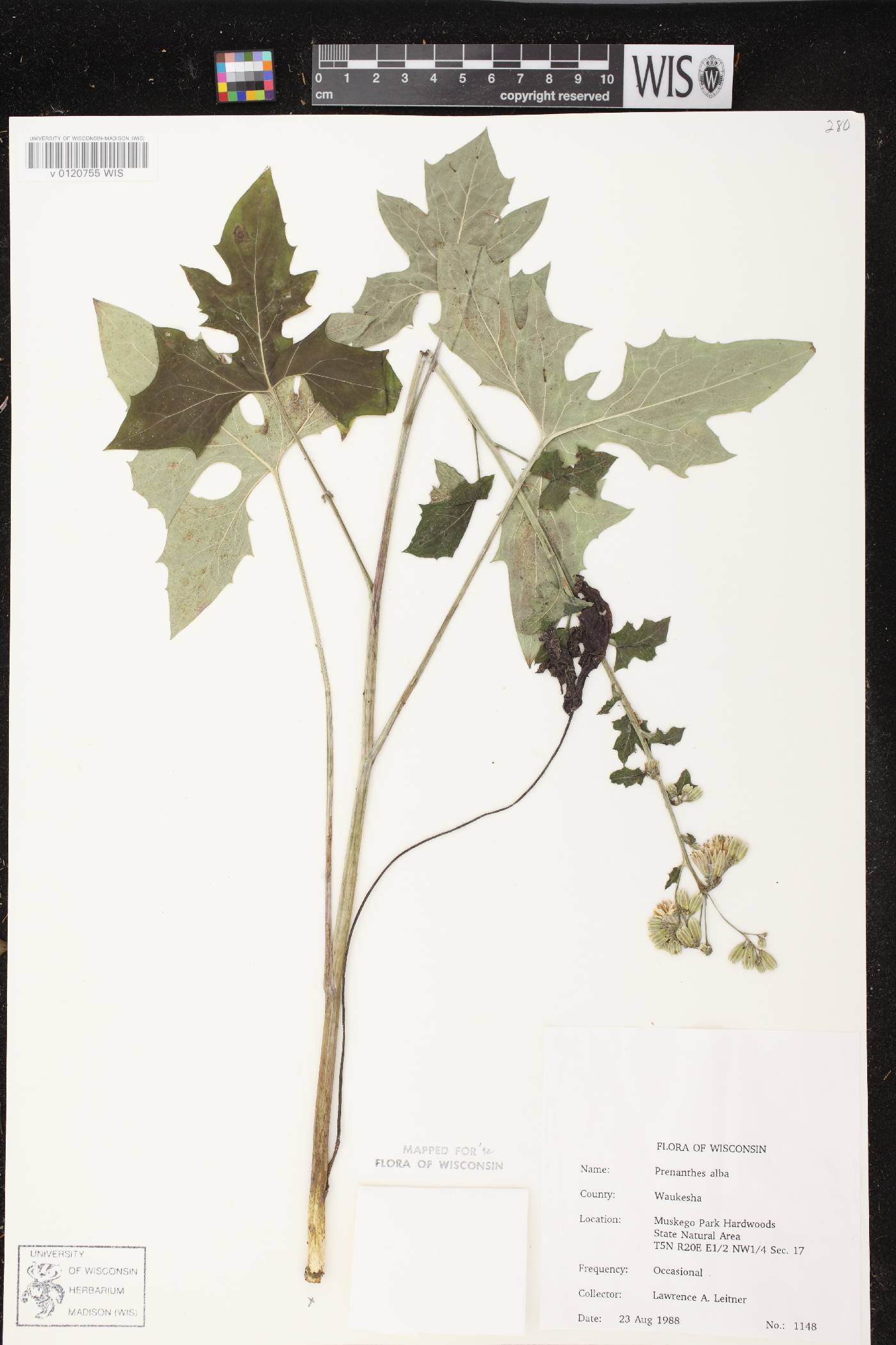 Prenanthes alba image