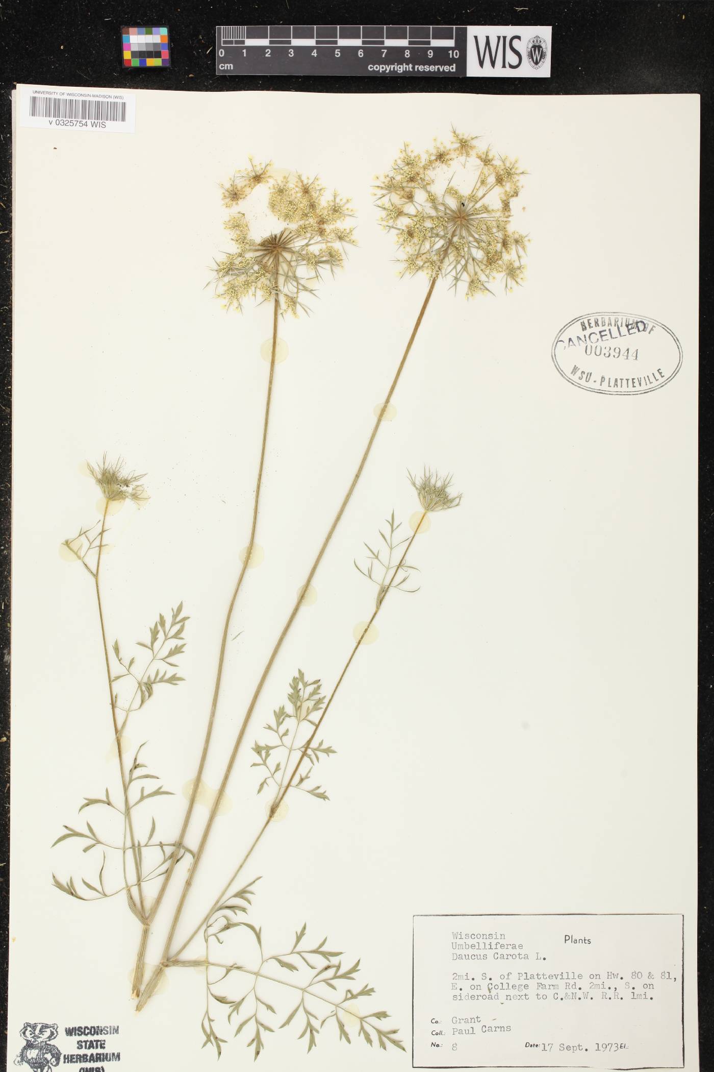 Daucus carota image