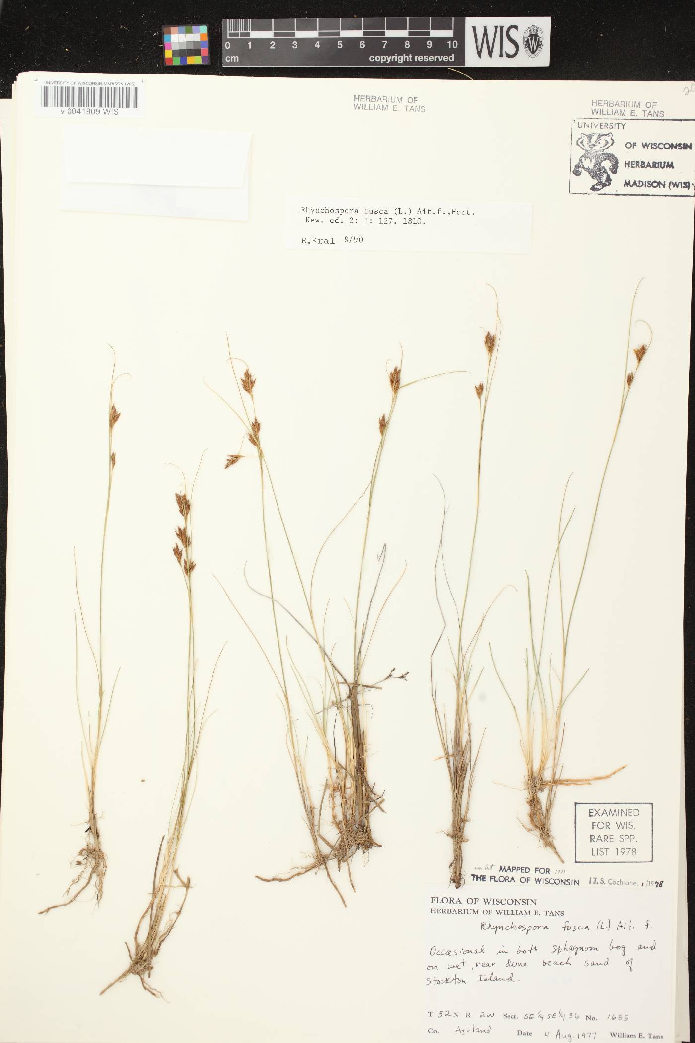 Rhynchospora fusca image