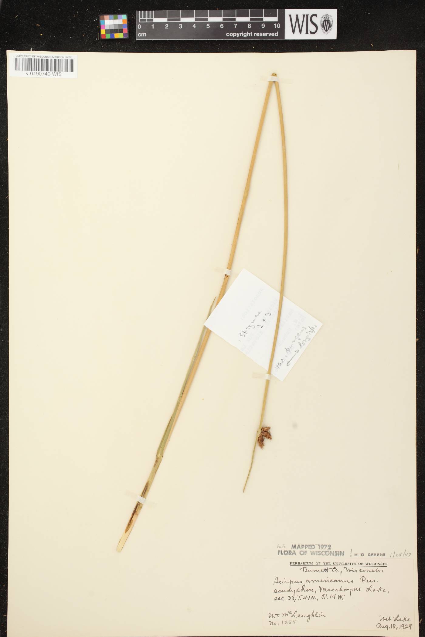 Schoenoplectus pungens image