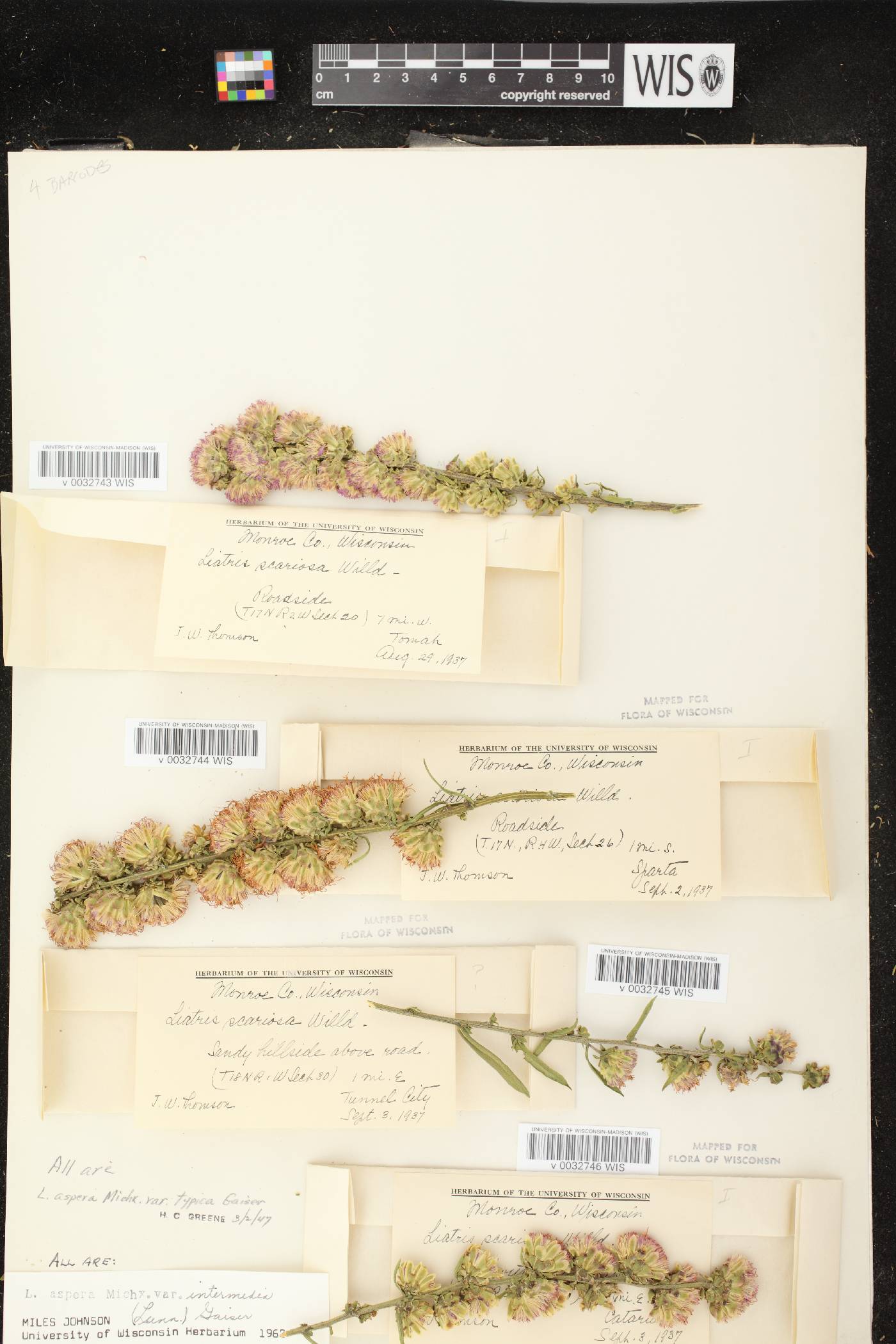 Liatris aspera image