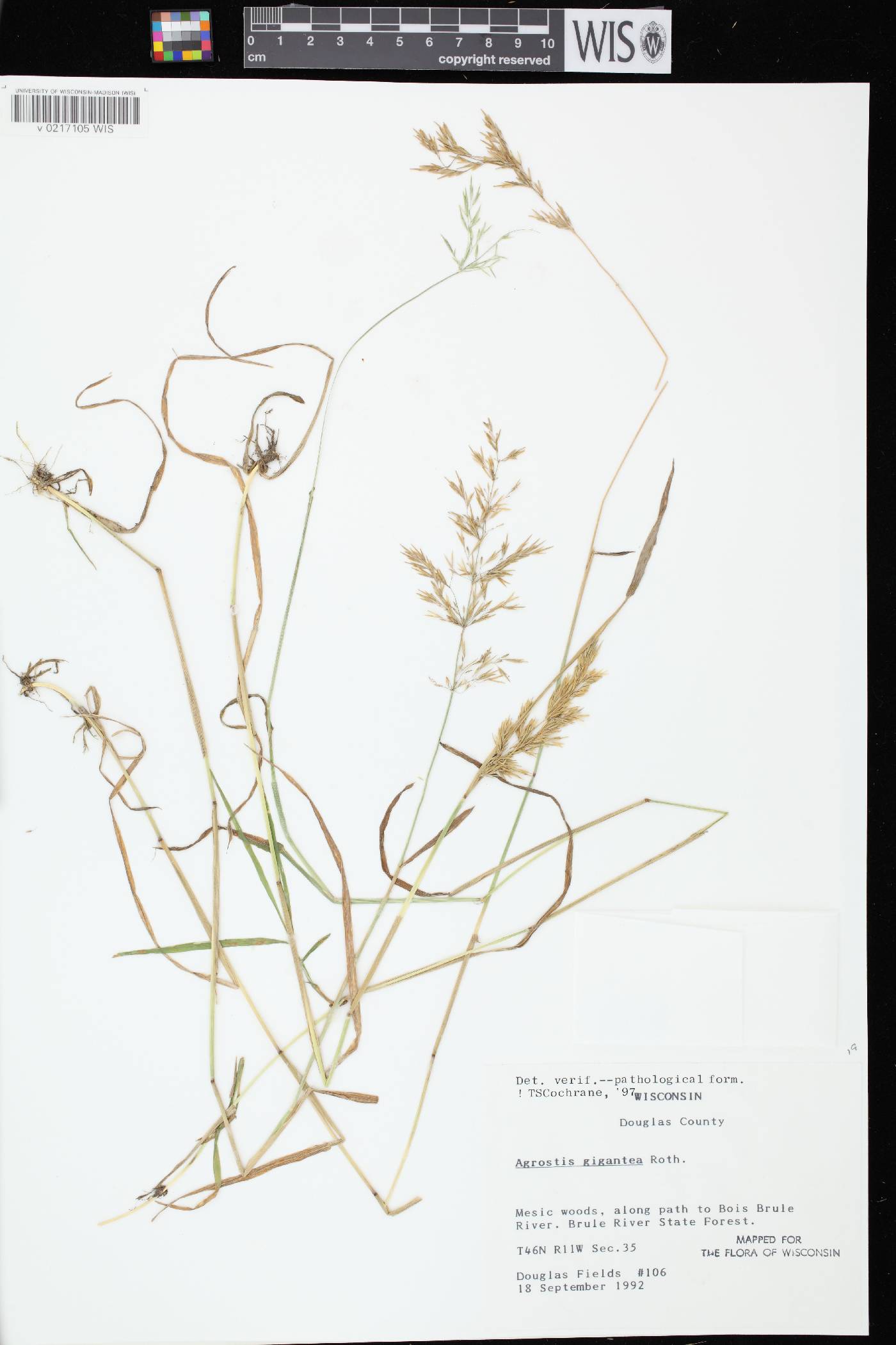 Agrostis gigantea image
