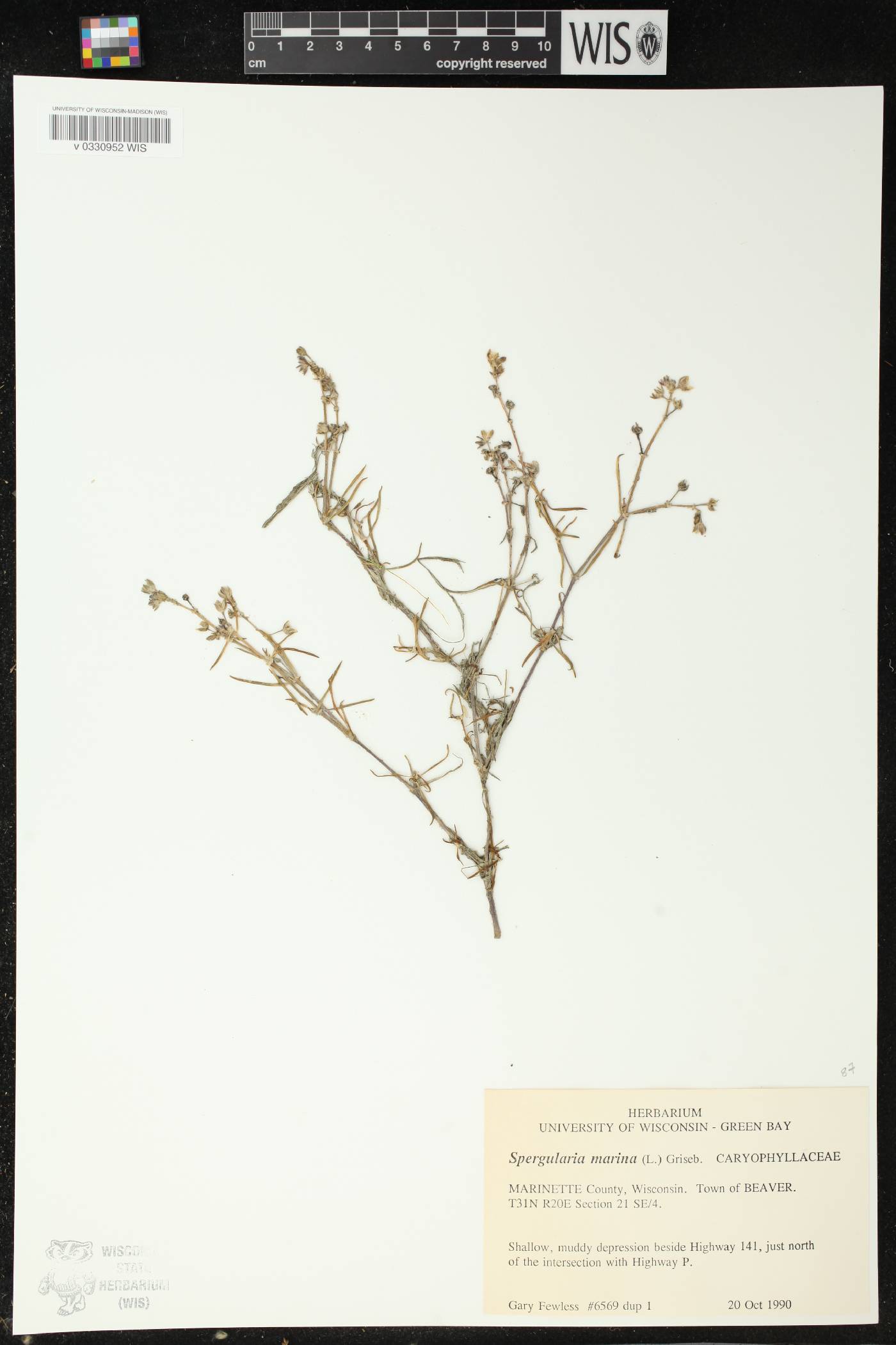 Spergularia marina image