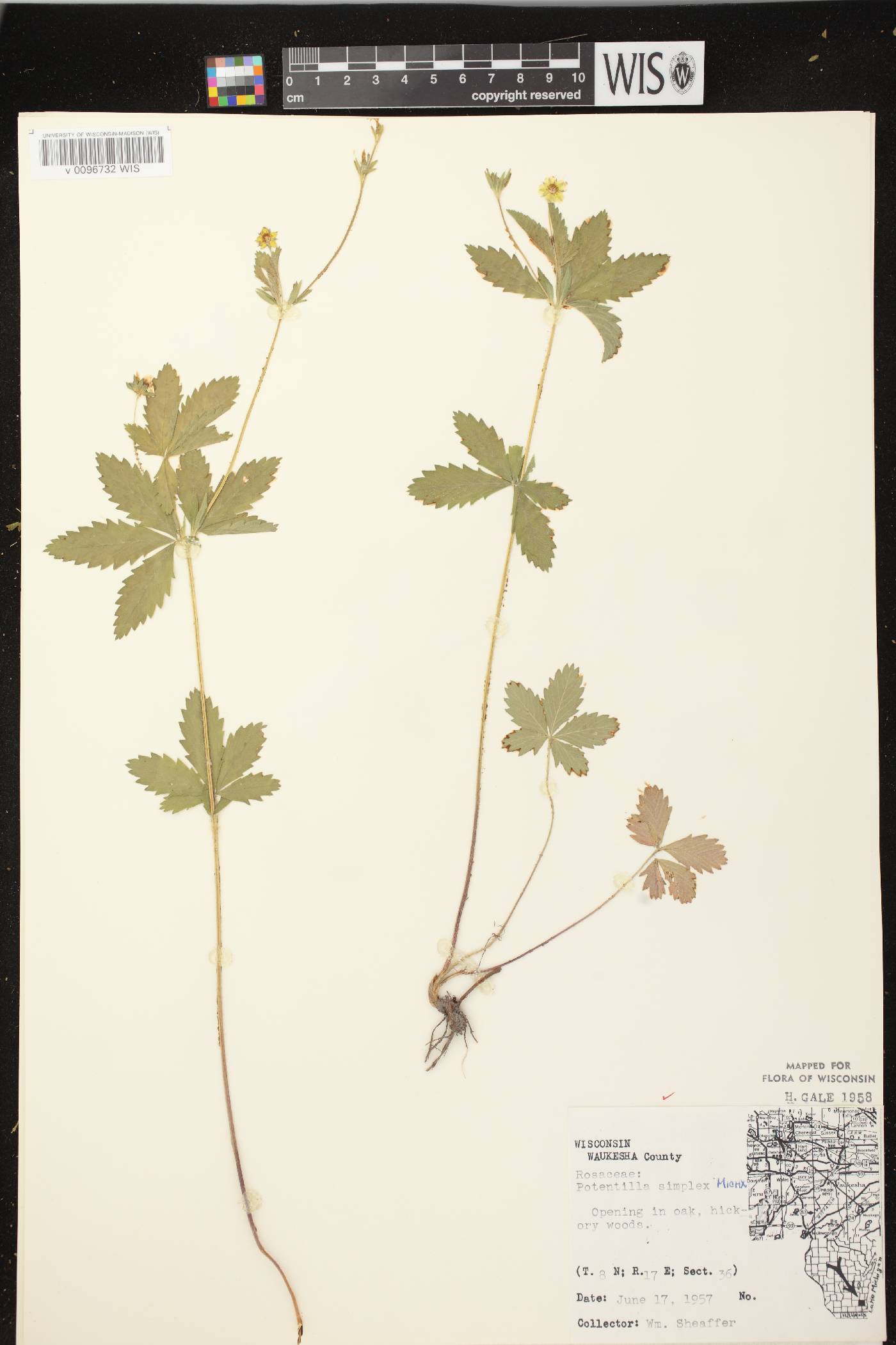 Potentilla simplex image