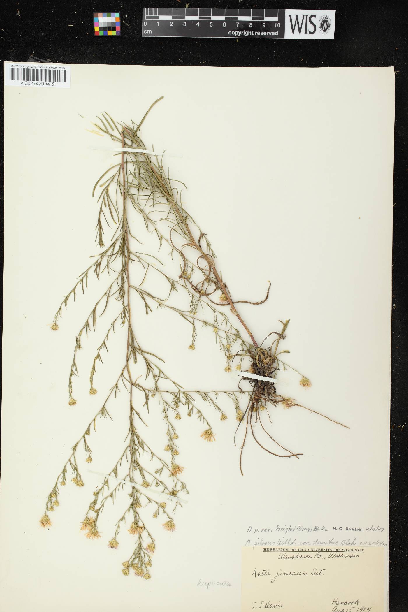 Symphyotrichum pilosum image