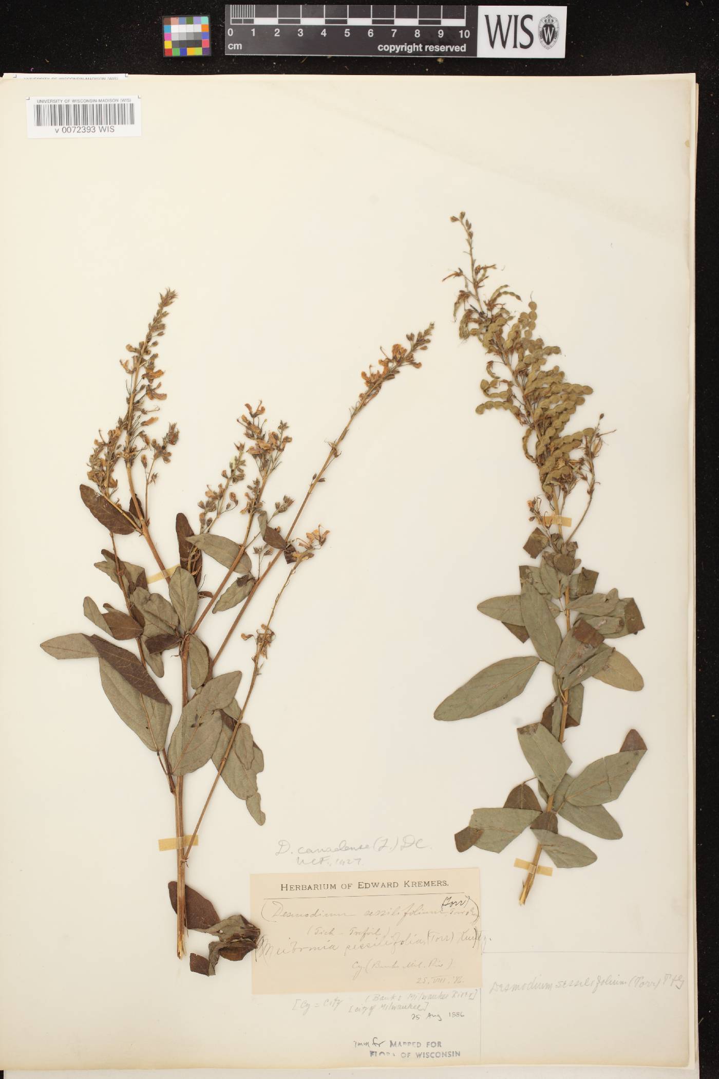 Desmodium canadense image