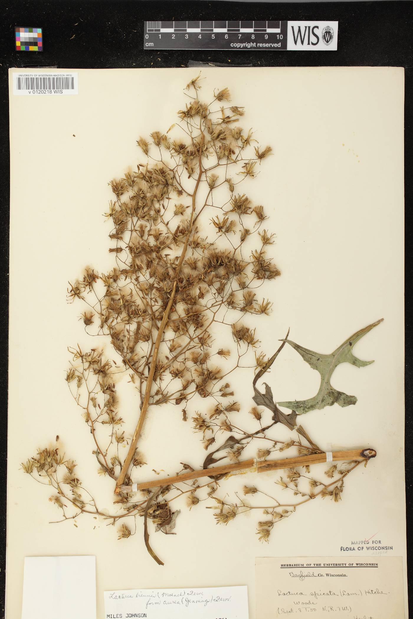 Lactuca biennis image
