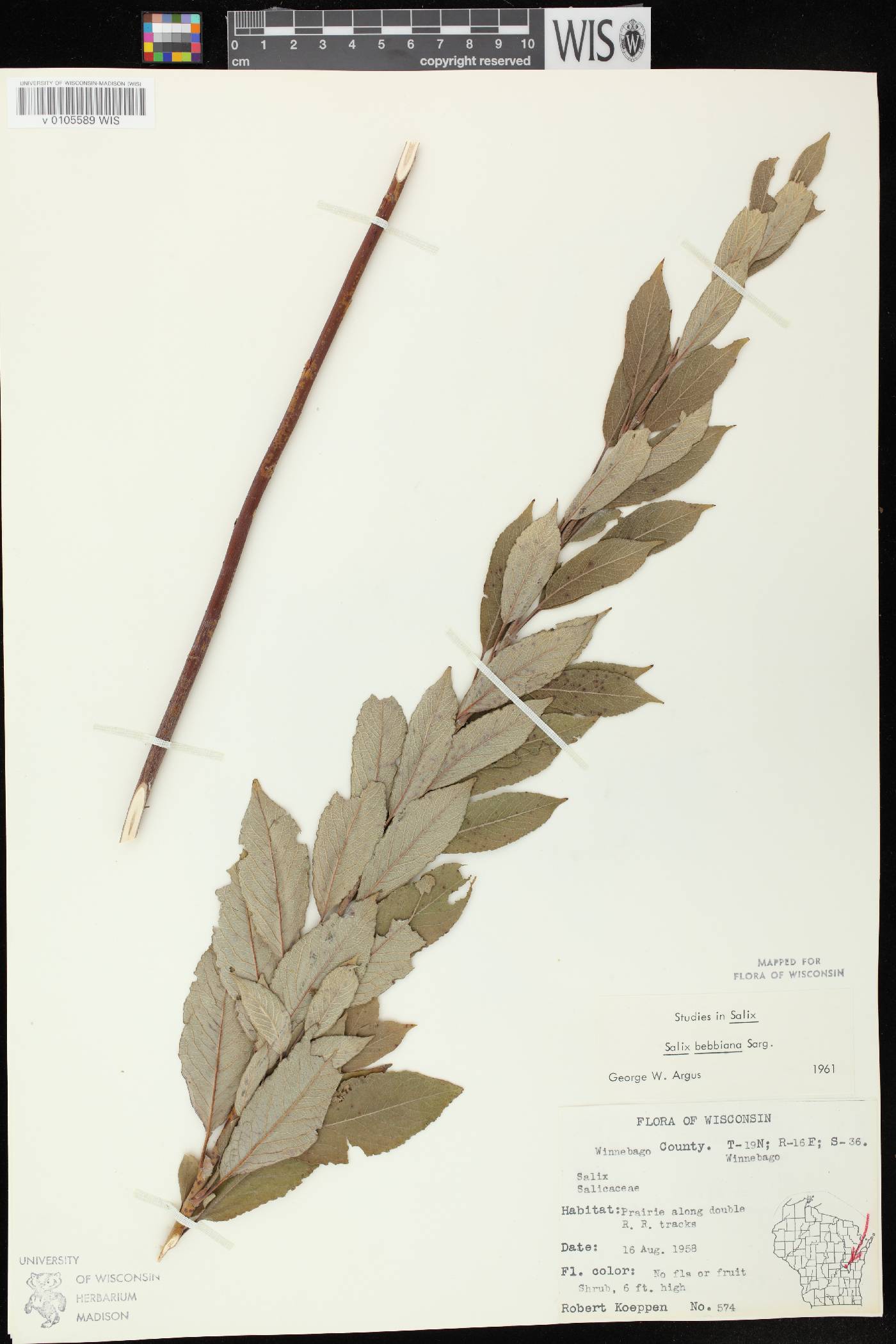 Salix bebbiana image