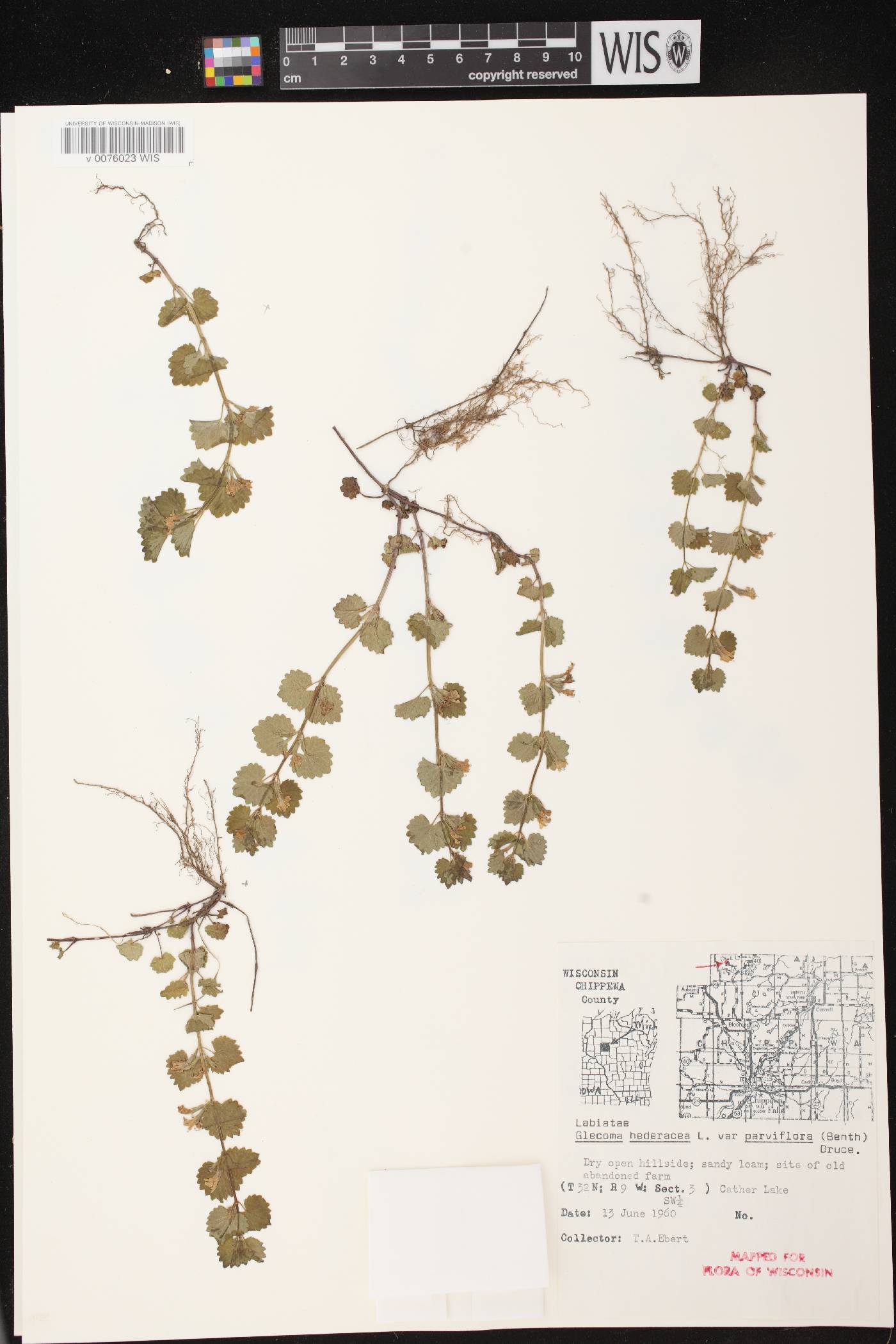 Glechoma hederacea image