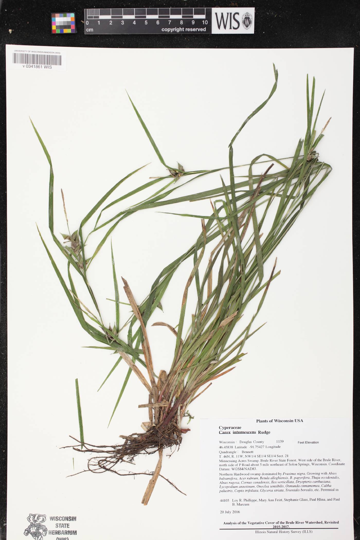 Carex intumescens image