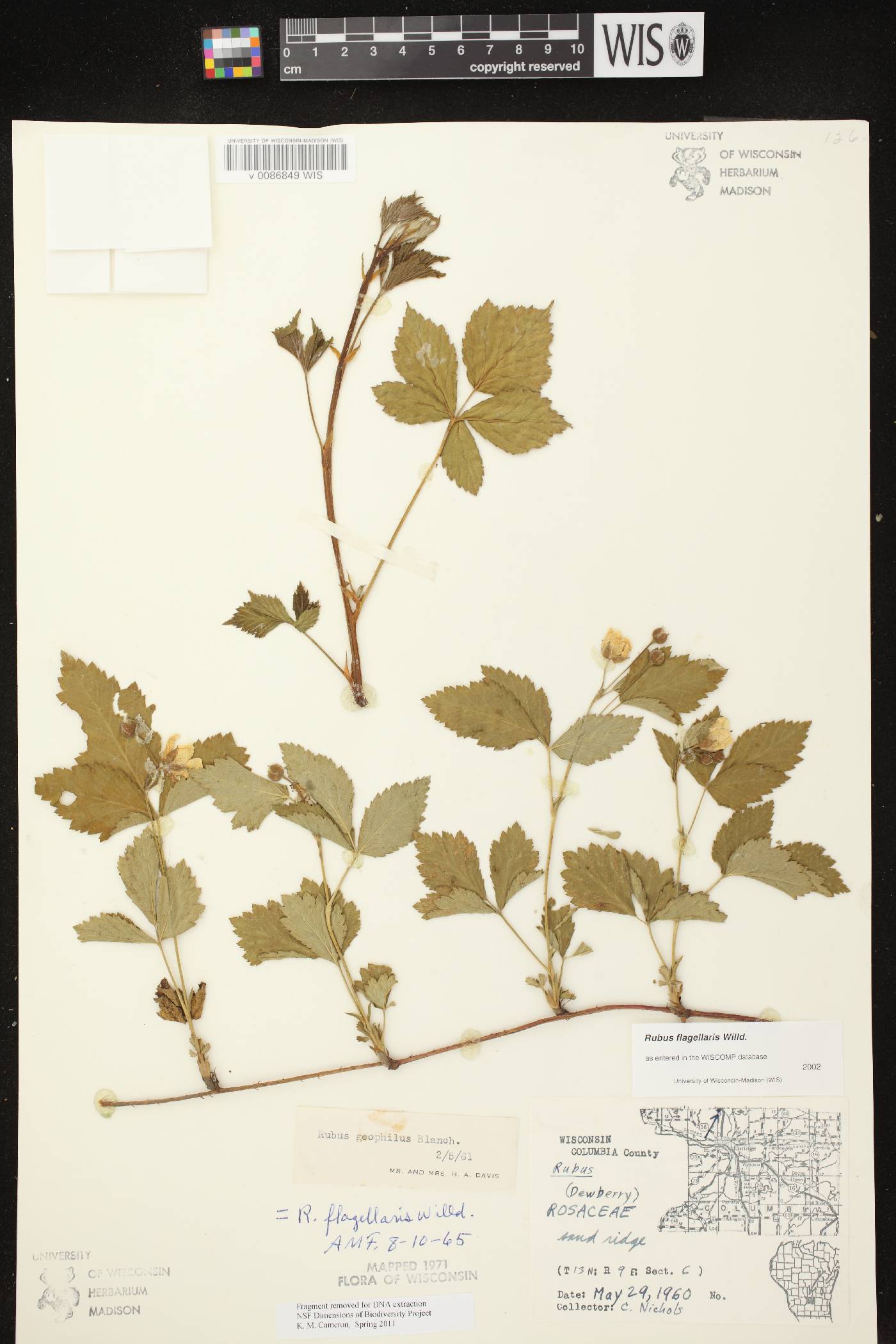 Rubus flagellaris image