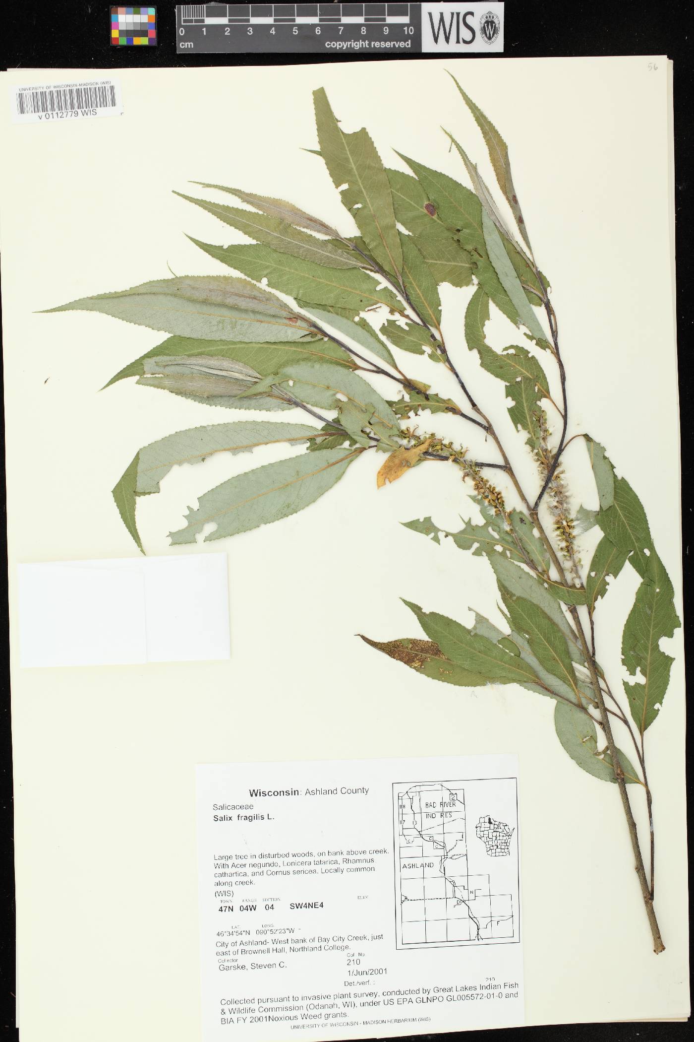 Salix x fragilis image