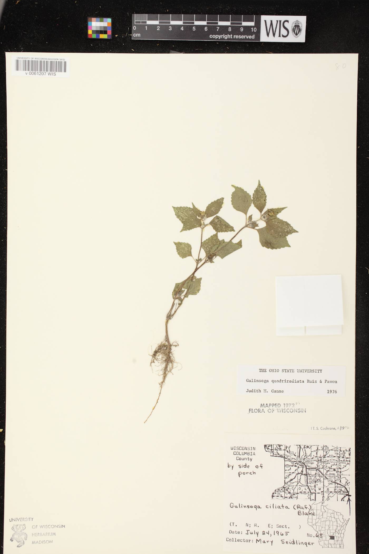 Galinsoga quadriradiata image