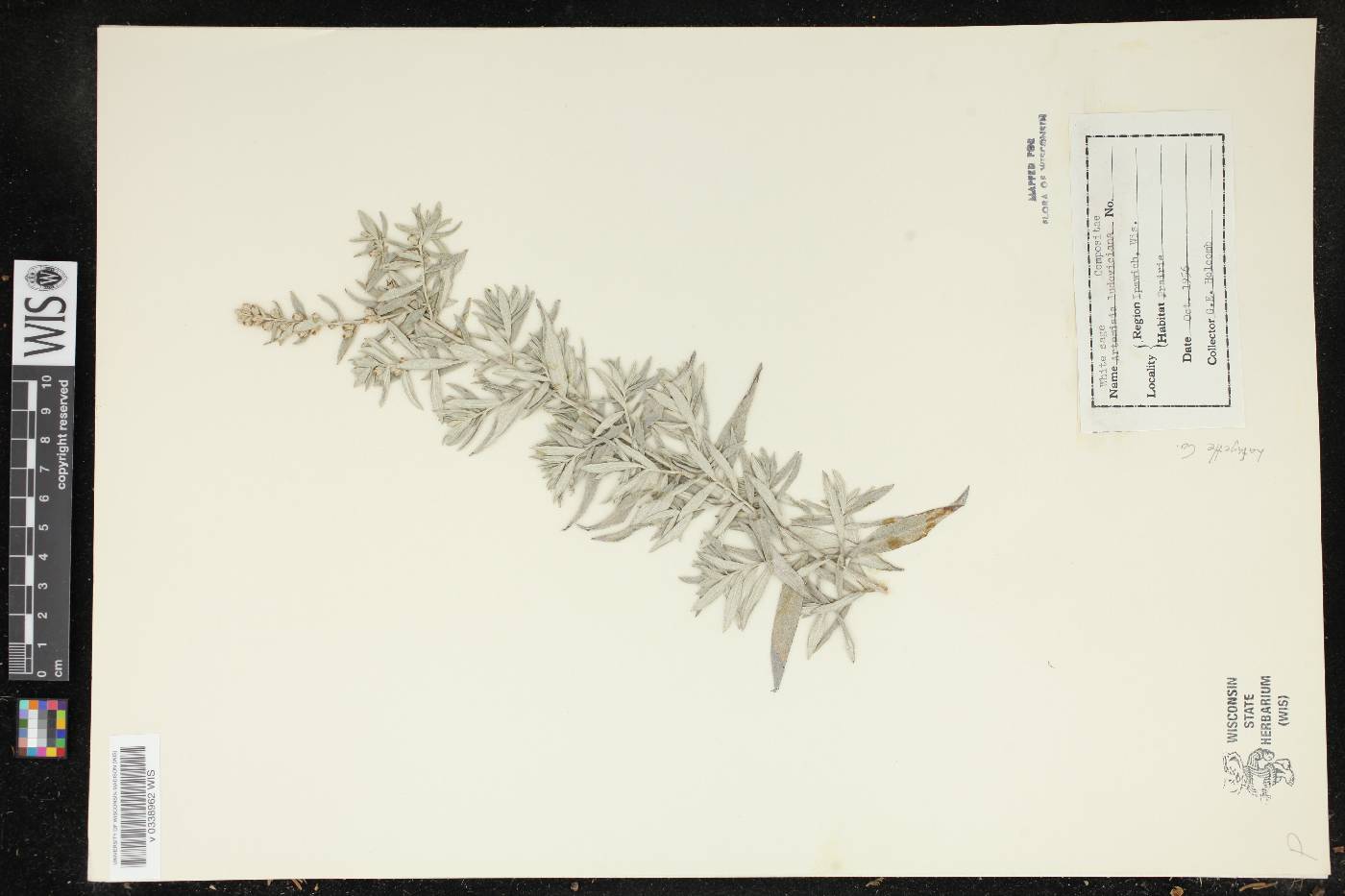 Artemisia ludoviciana image