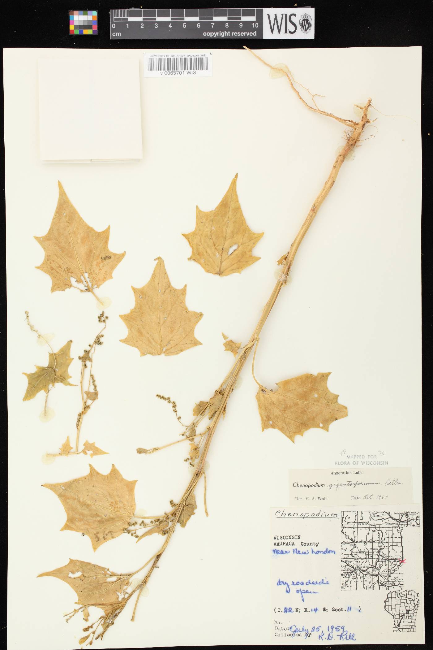Chenopodium simplex image