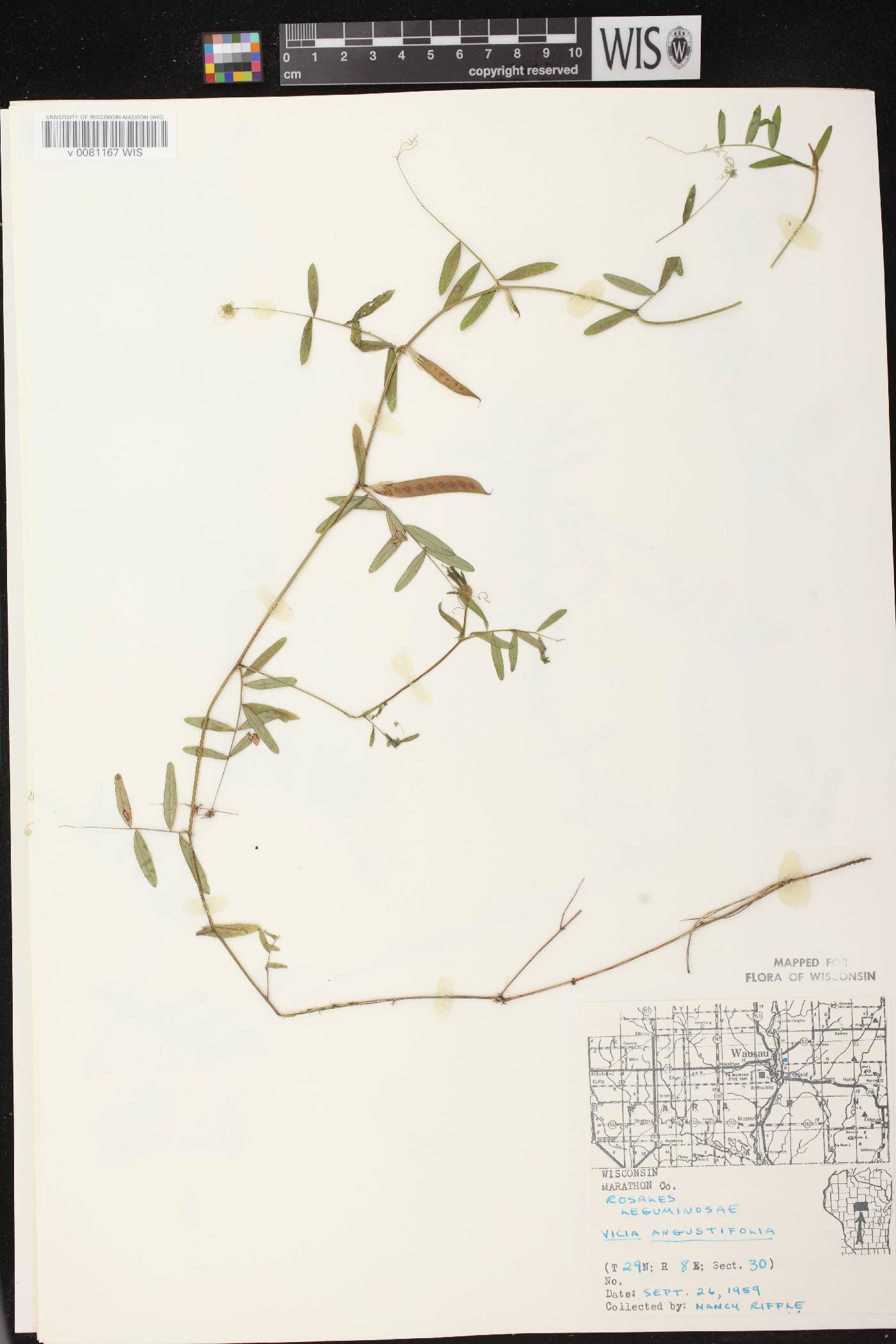 Vicia sativa subsp. nigra image