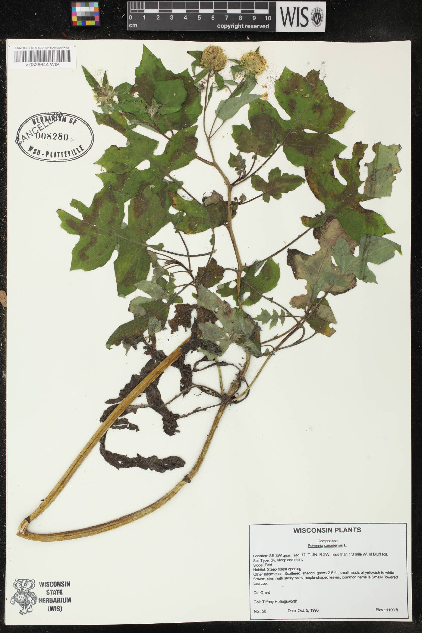 Polymnia canadensis image