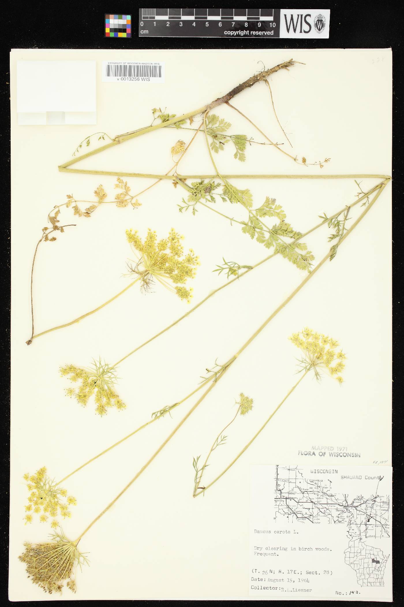 Daucus carota image