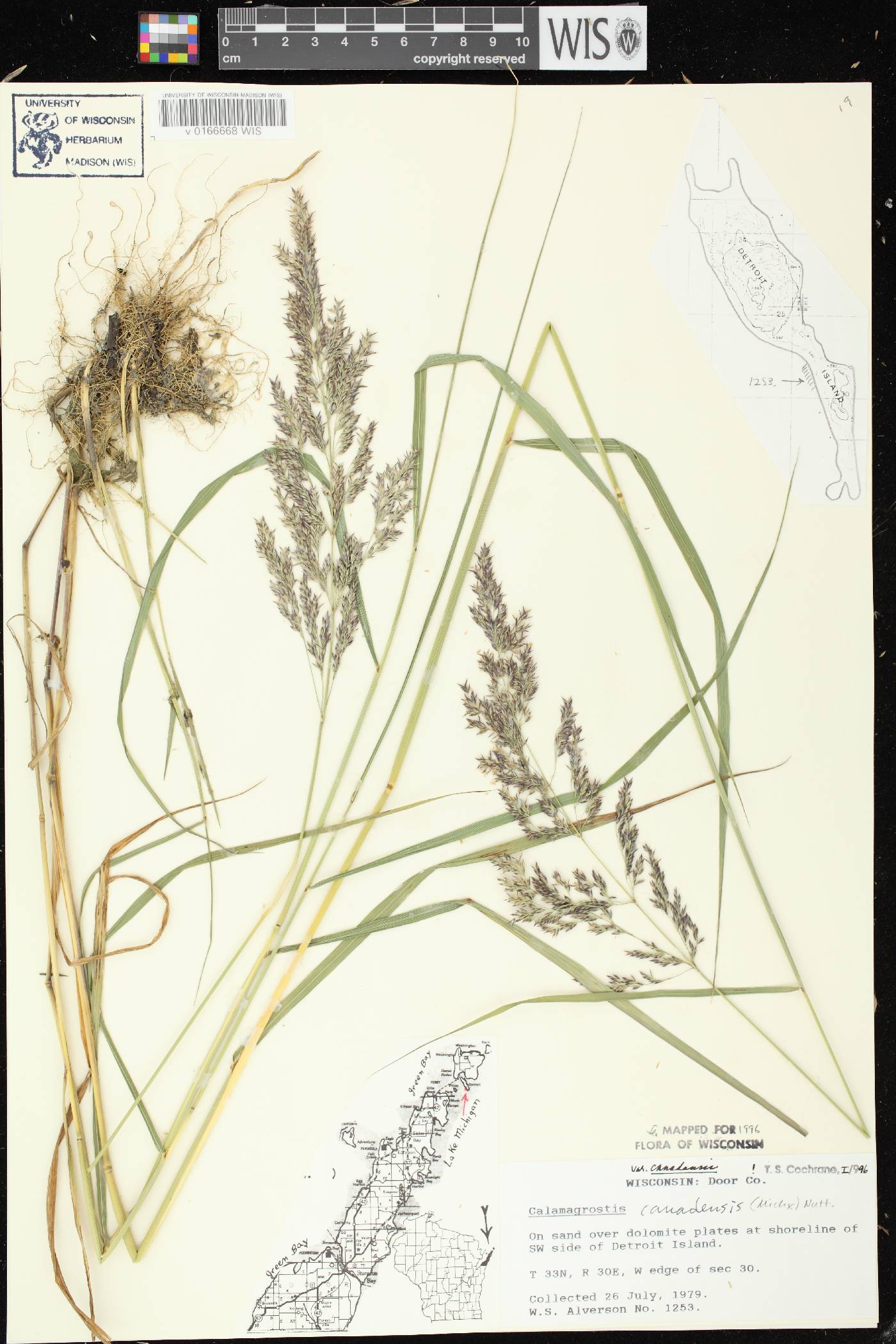 Calamagrostis canadensis var. canadensis image
