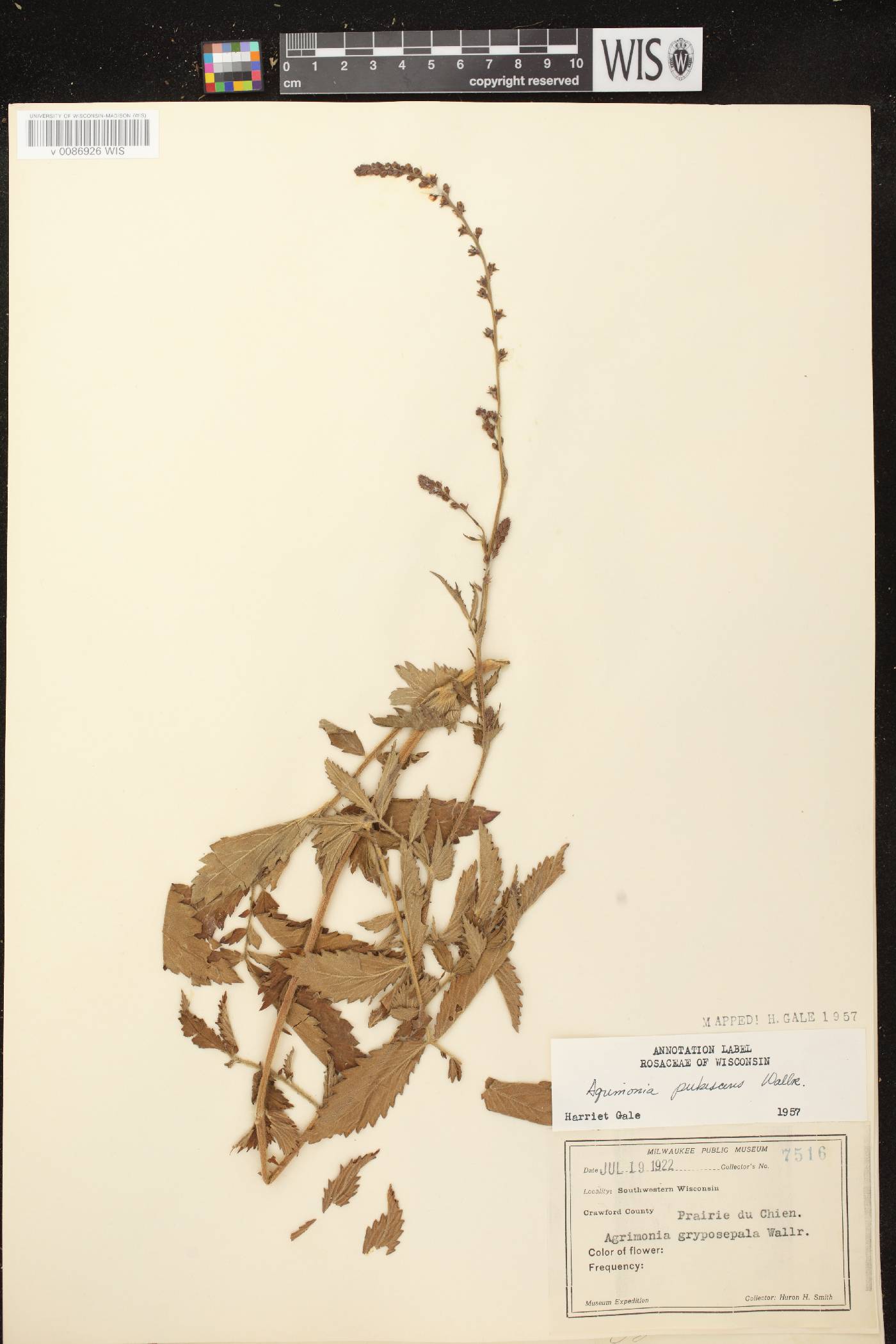 Agrimonia pubescens image