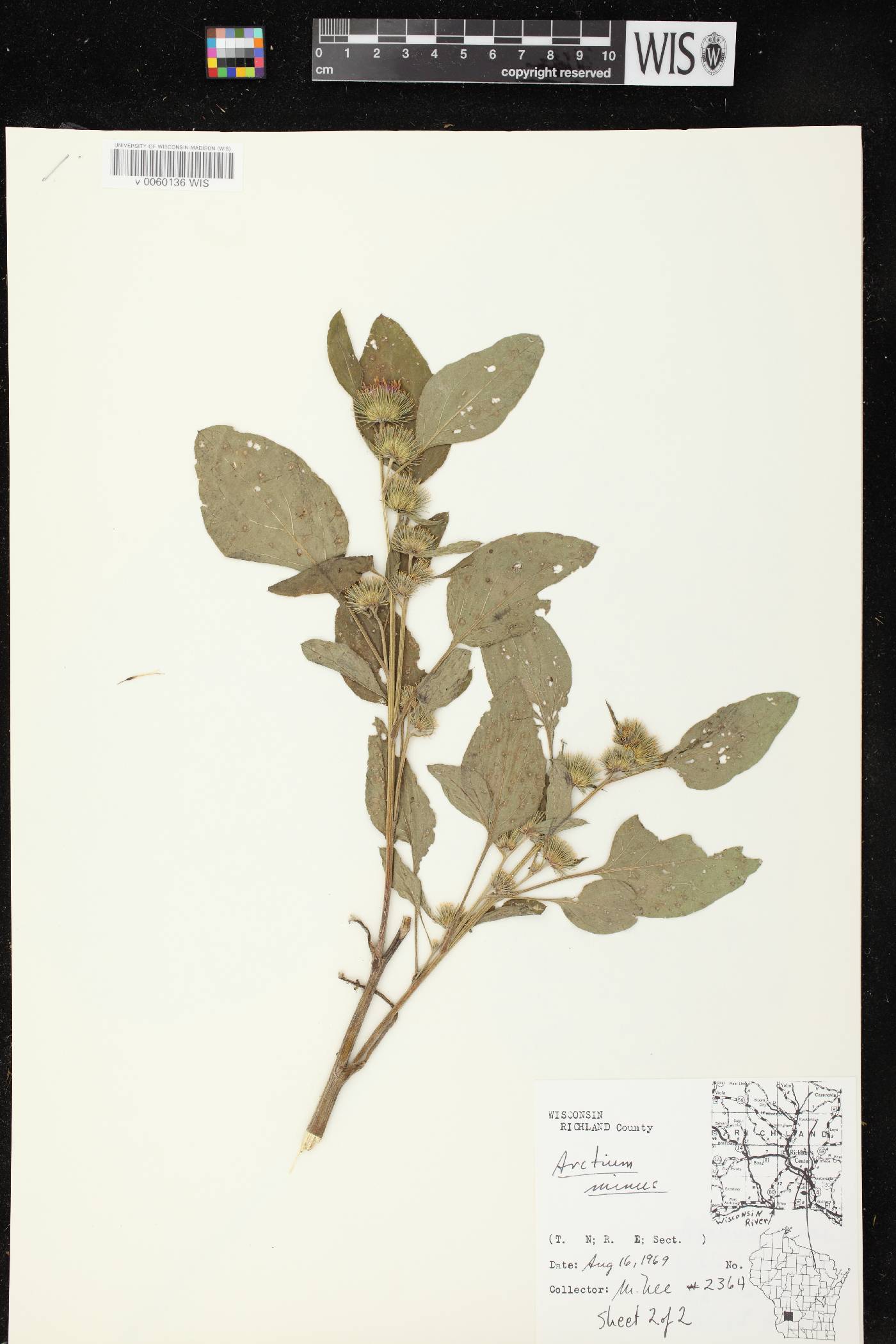 Arctium minus image