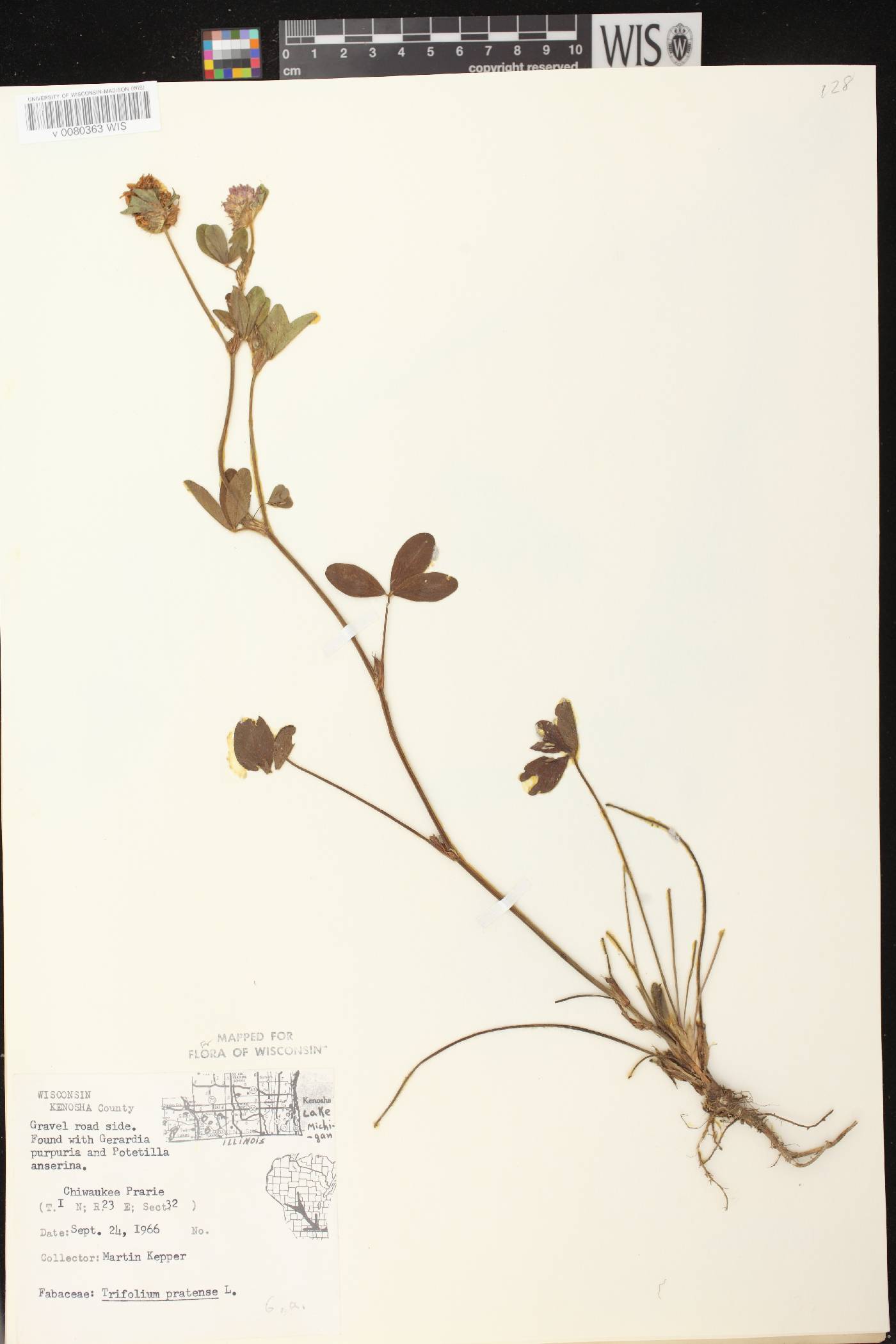 Trifolium pratense image