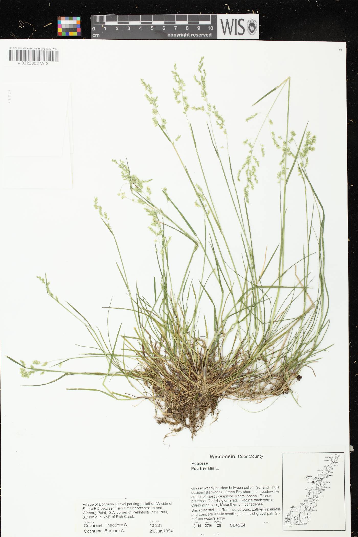 Poa trivialis image