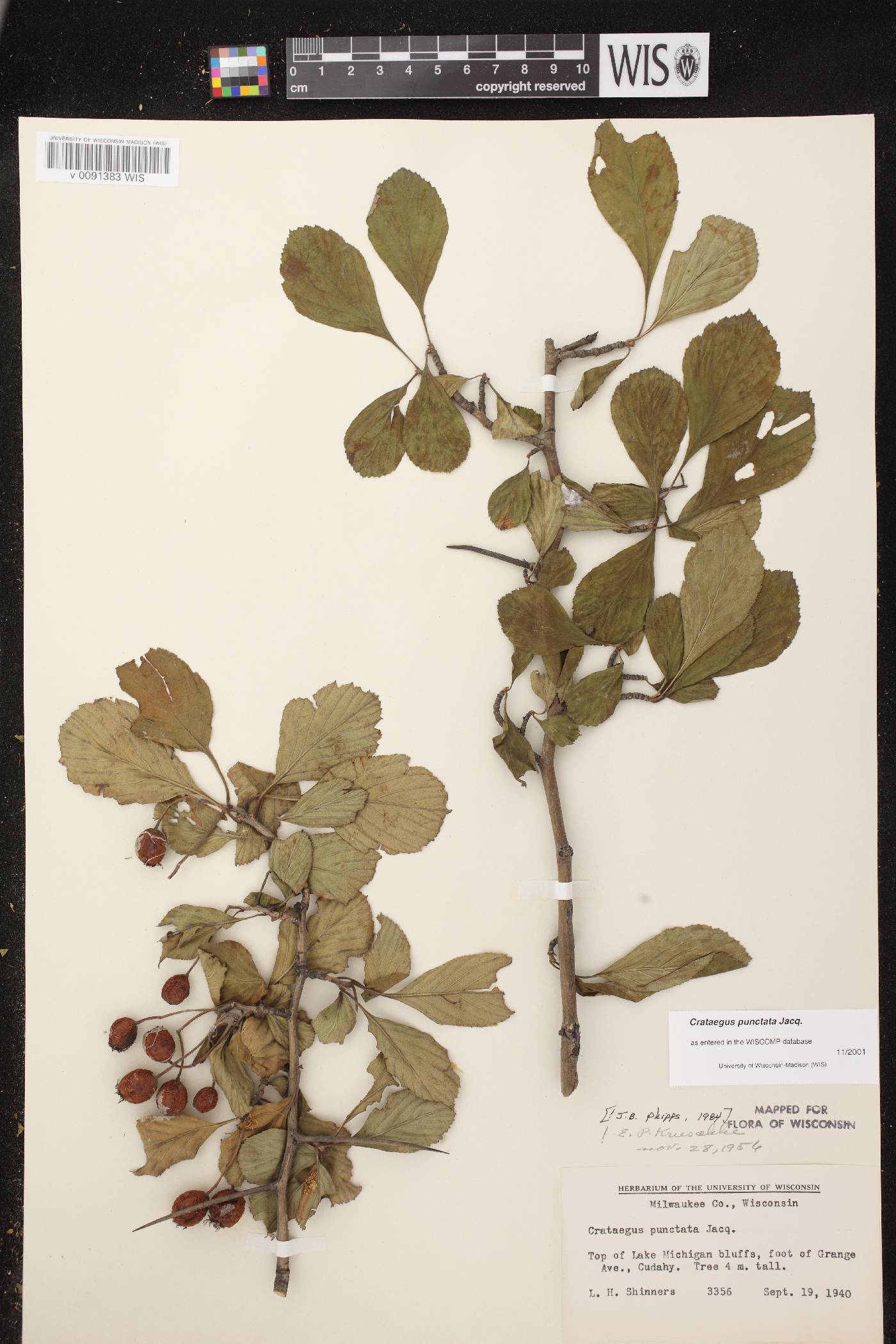 Crataegus punctata image