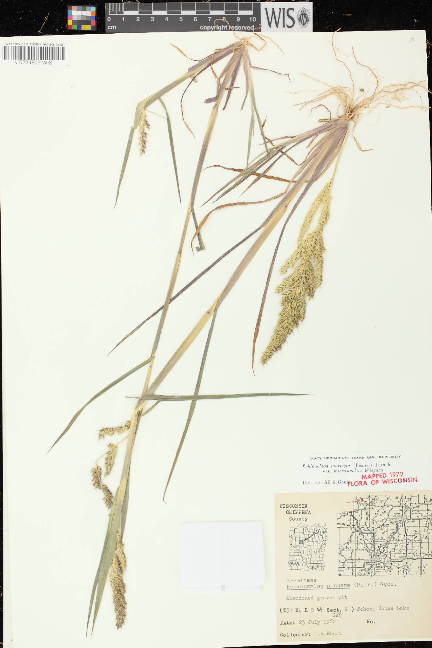 Echinochloa muricata var. microstachya image