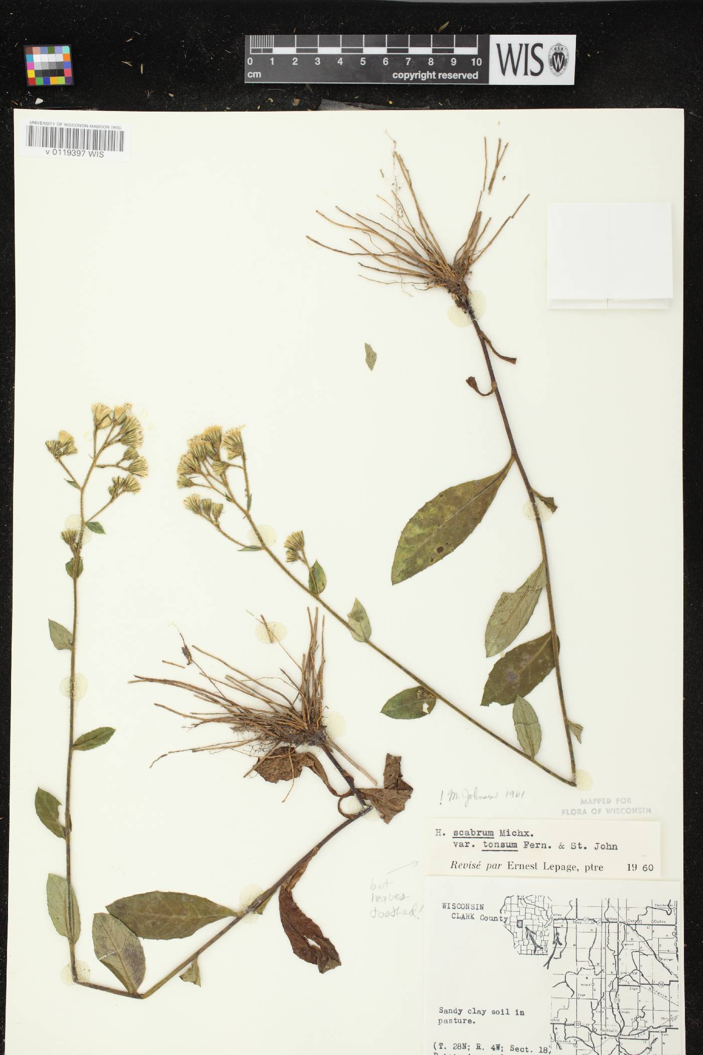 Hieracium scabrum image