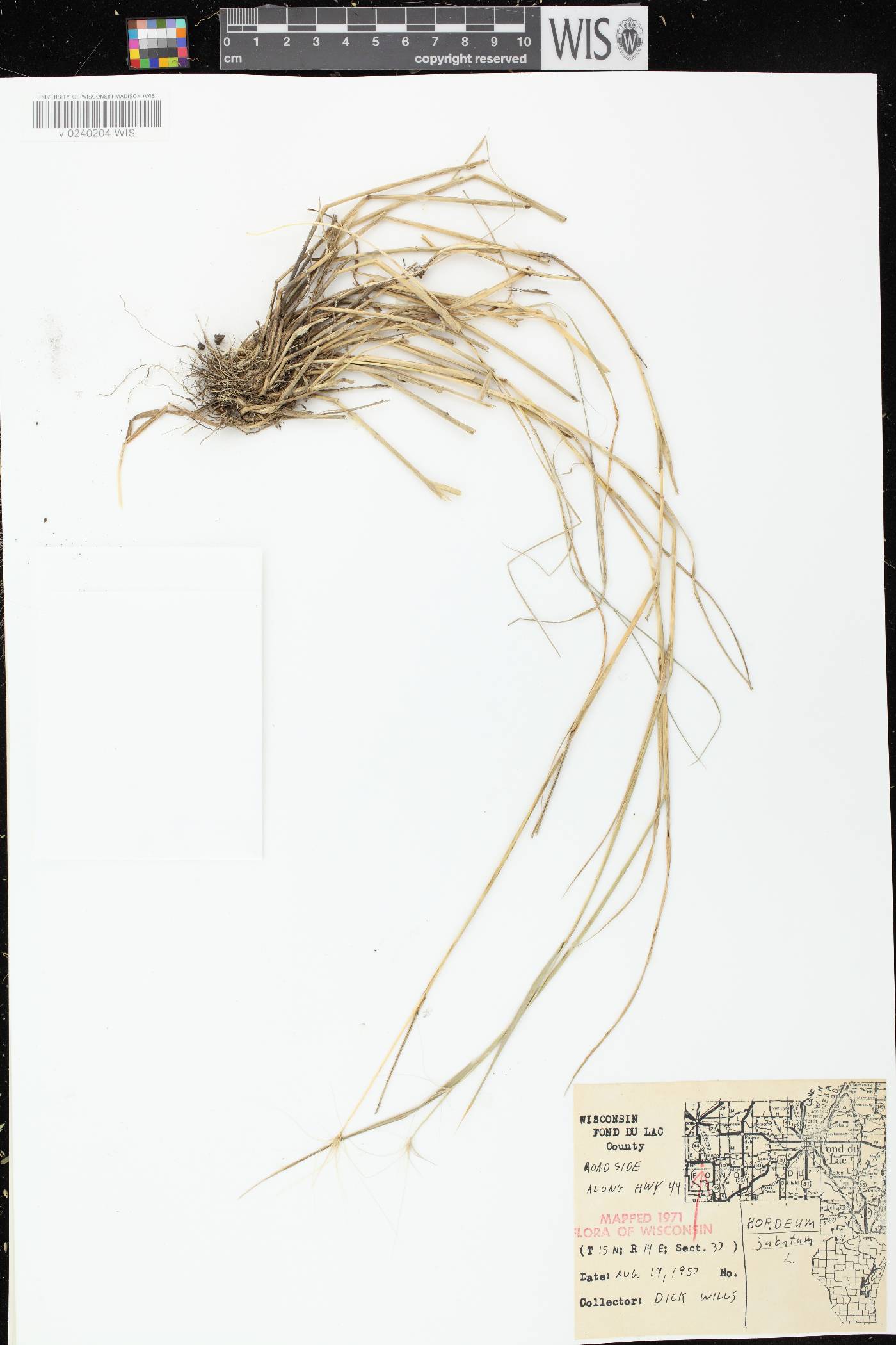 Hordeum jubatum image