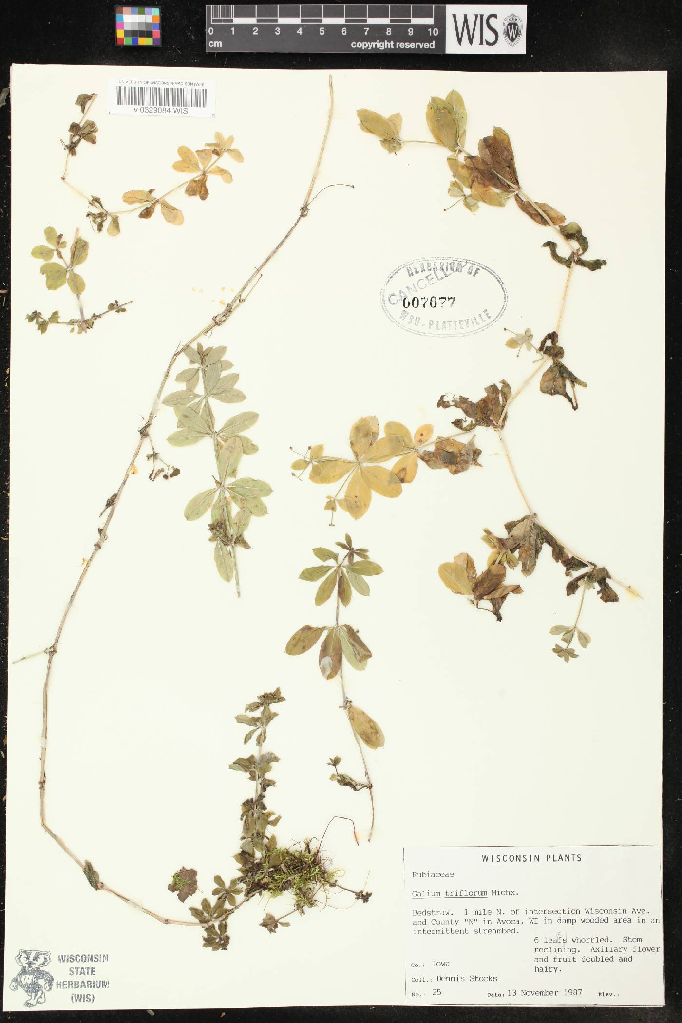 Galium triflorum image