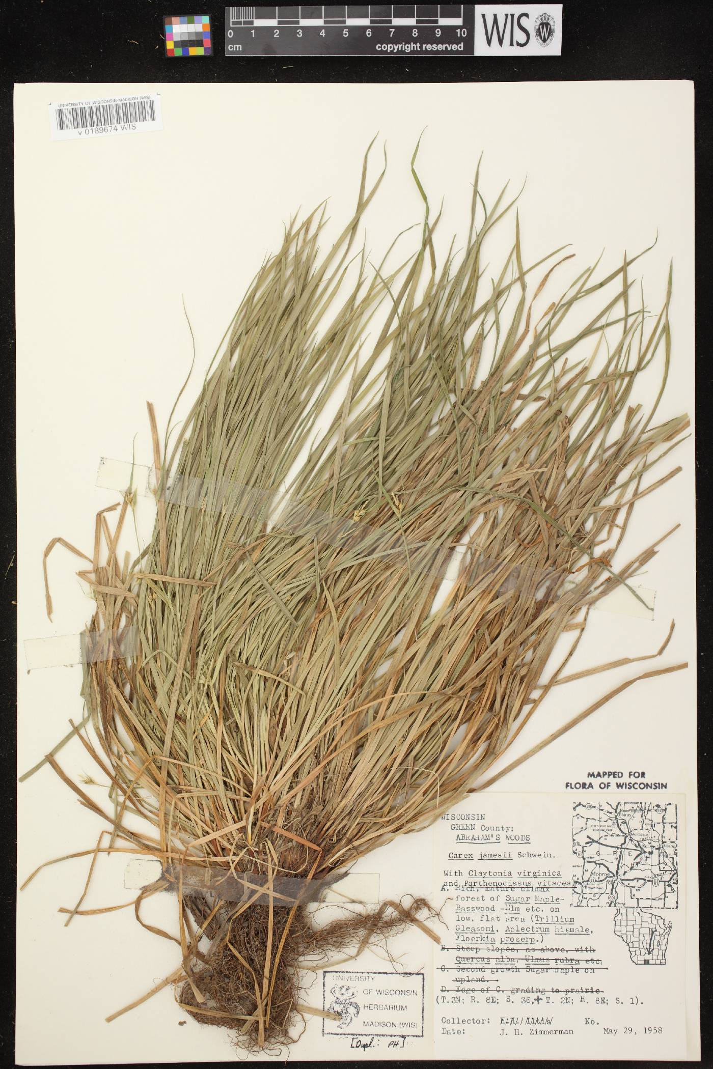 Carex jamesii image