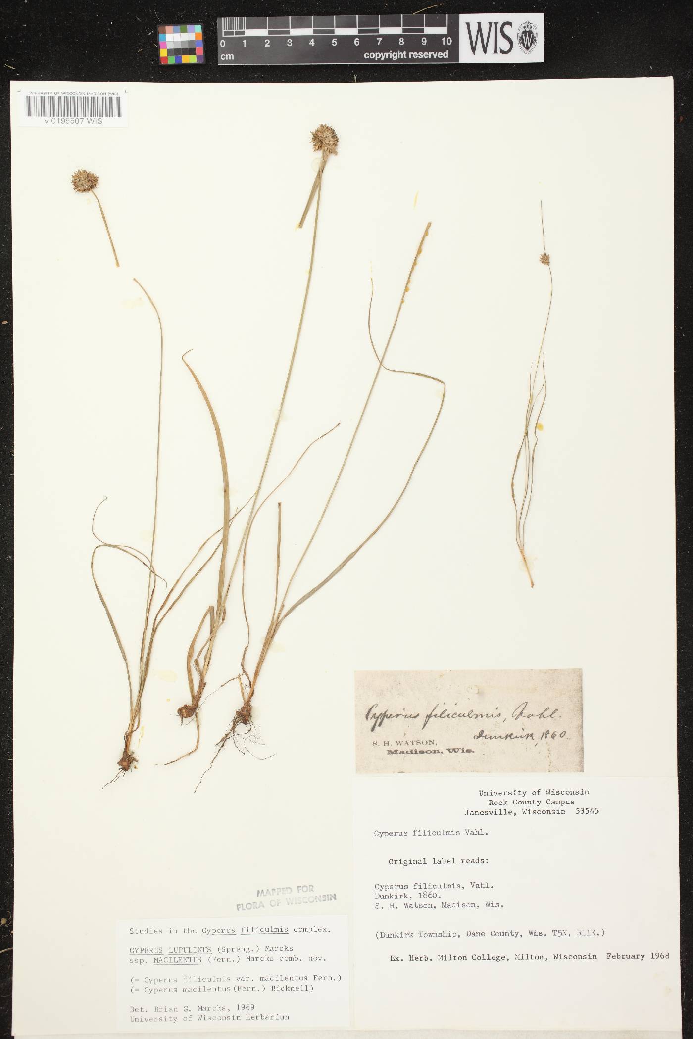 Cyperus lupulinus subsp. macilentus image