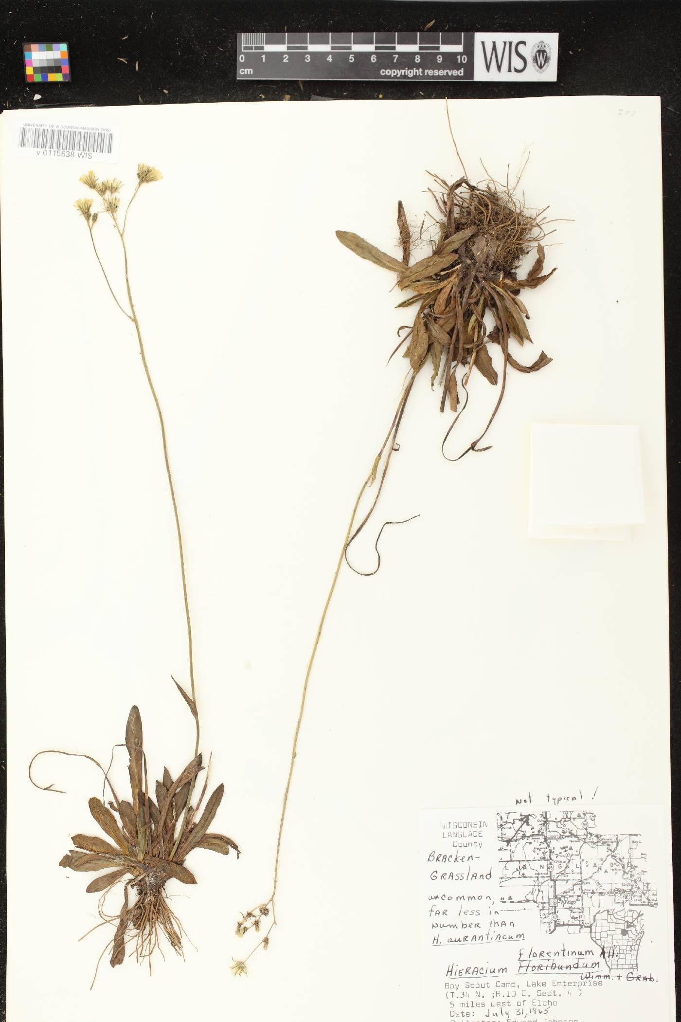 Hieracium piloselloides image