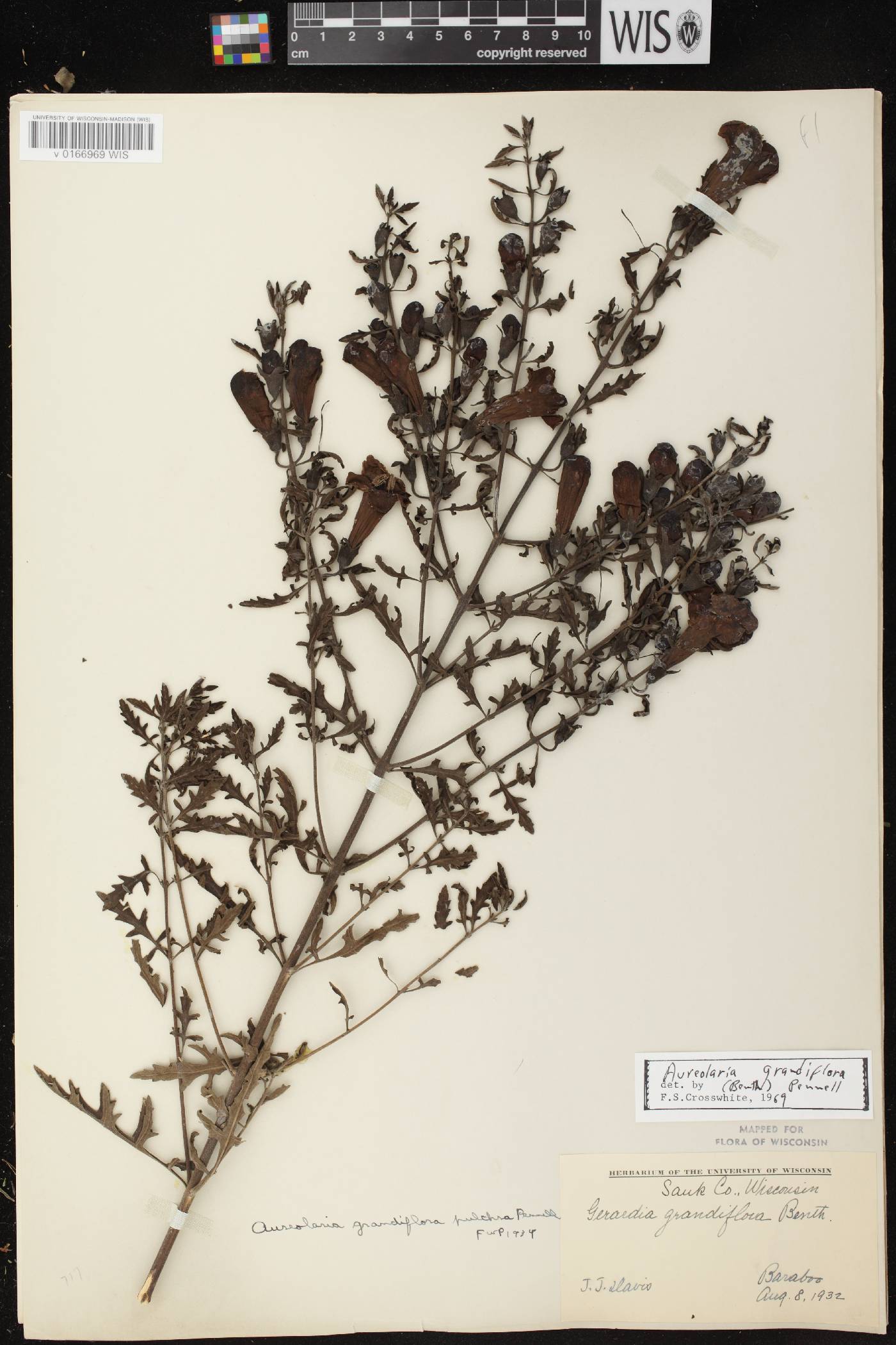 Aureolaria grandiflora var. pulchra image