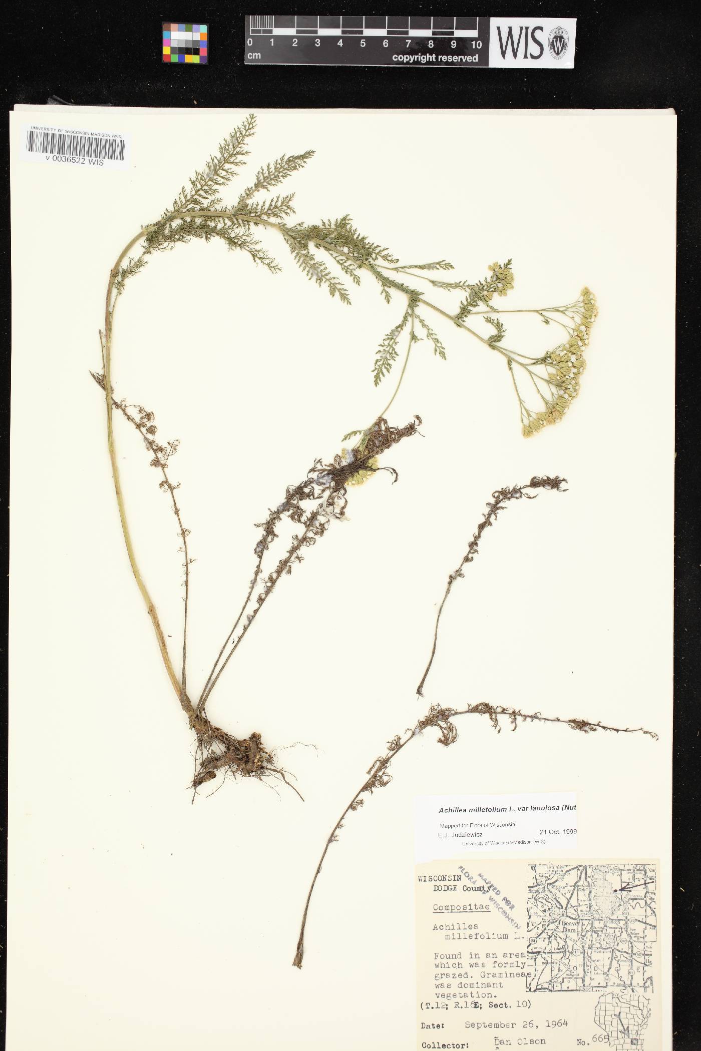 Achillea millefolium image