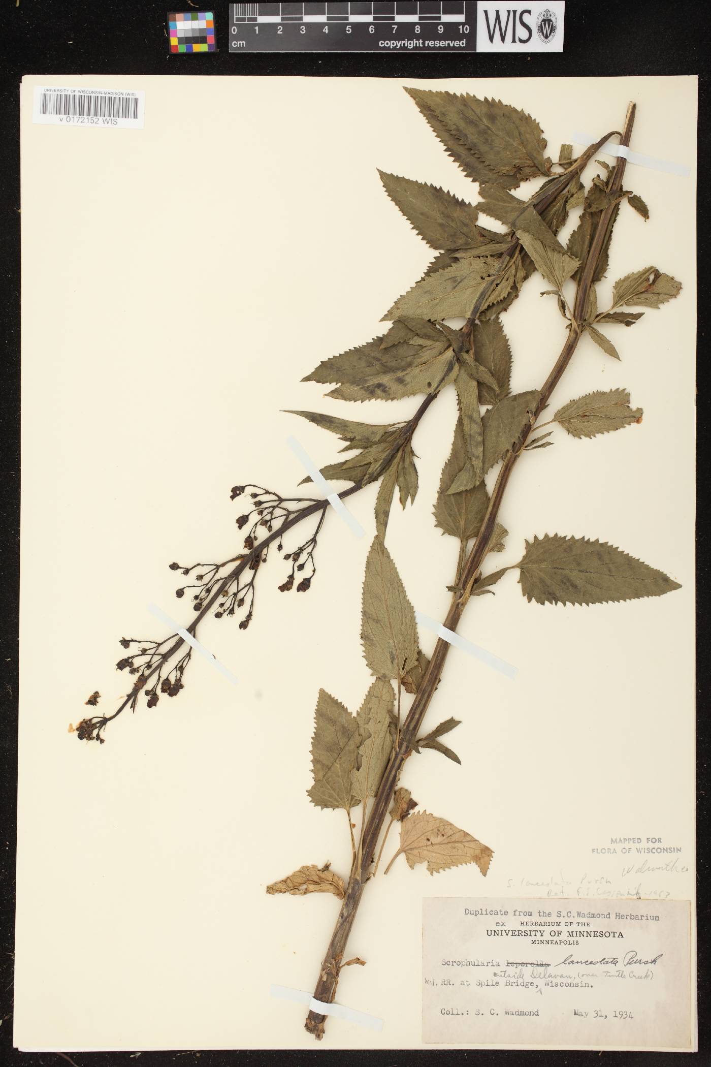 Scrophularia lanceolata image