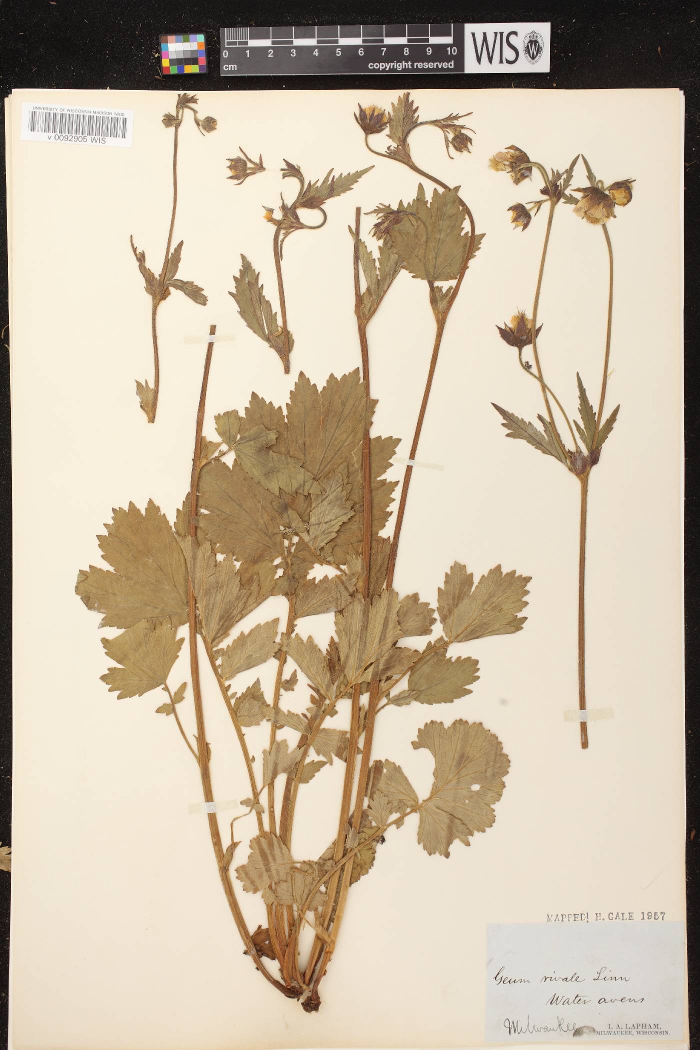 Geum rivale image