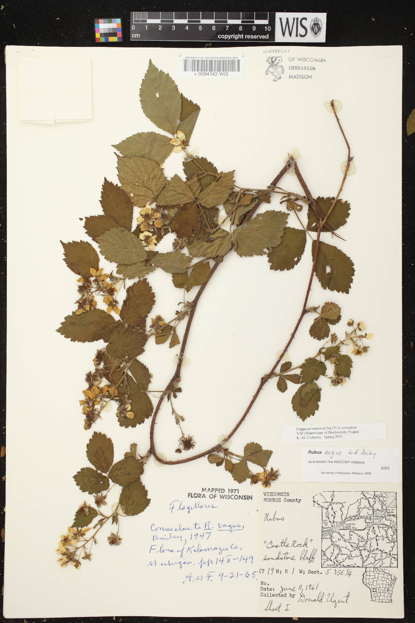 Rubus flagellaris image