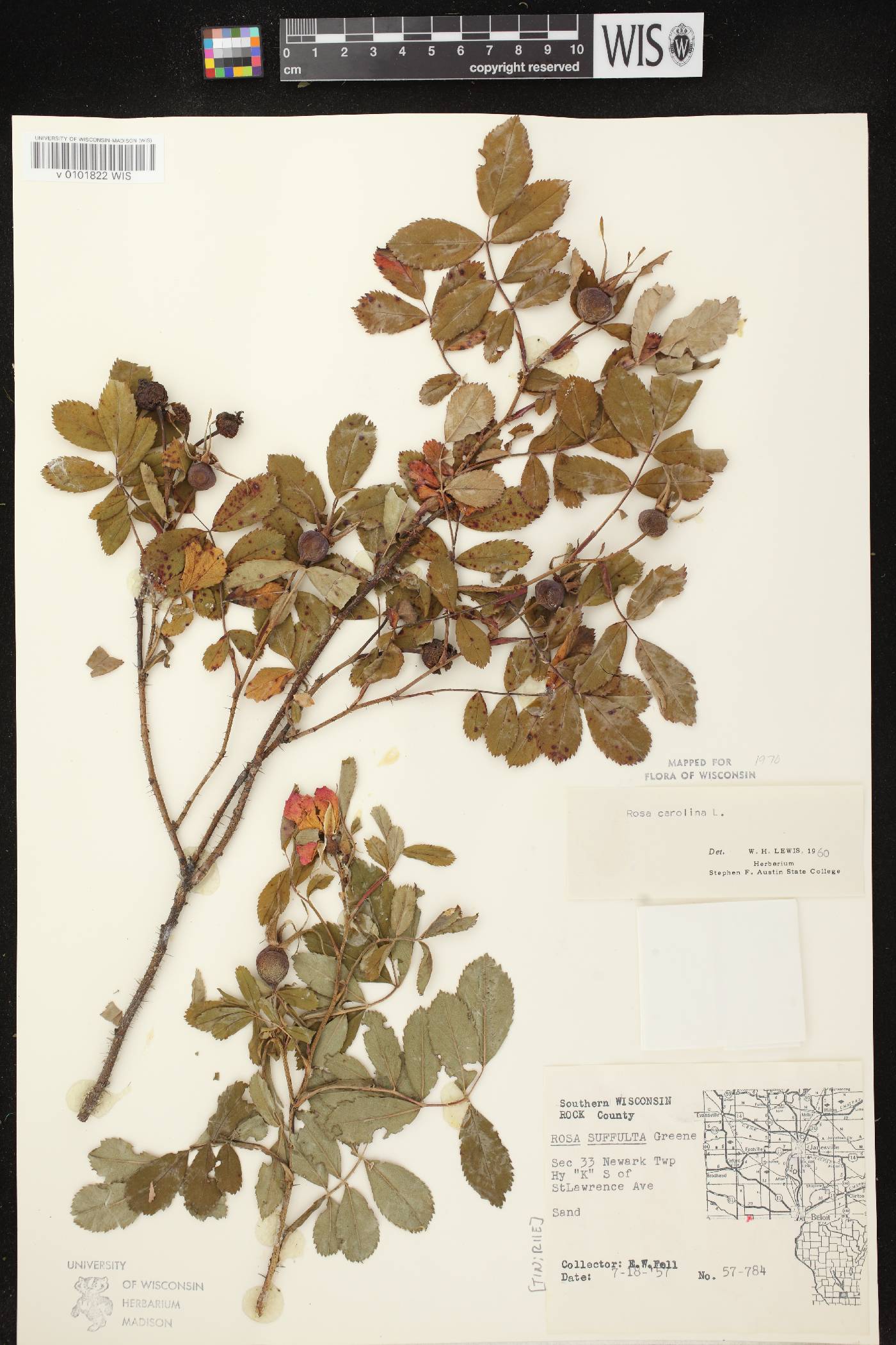 Rosa carolina image