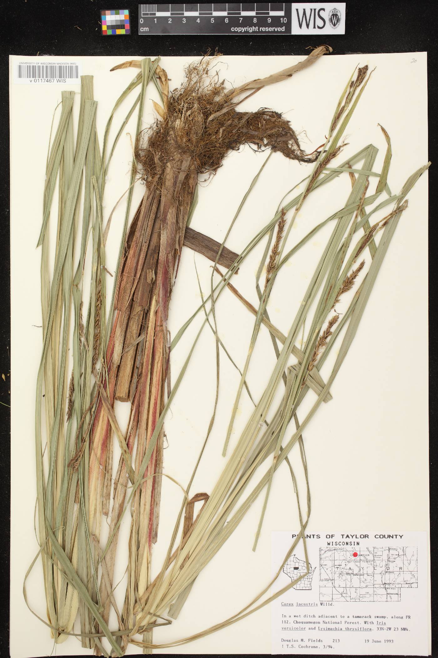 Carex lacustris image