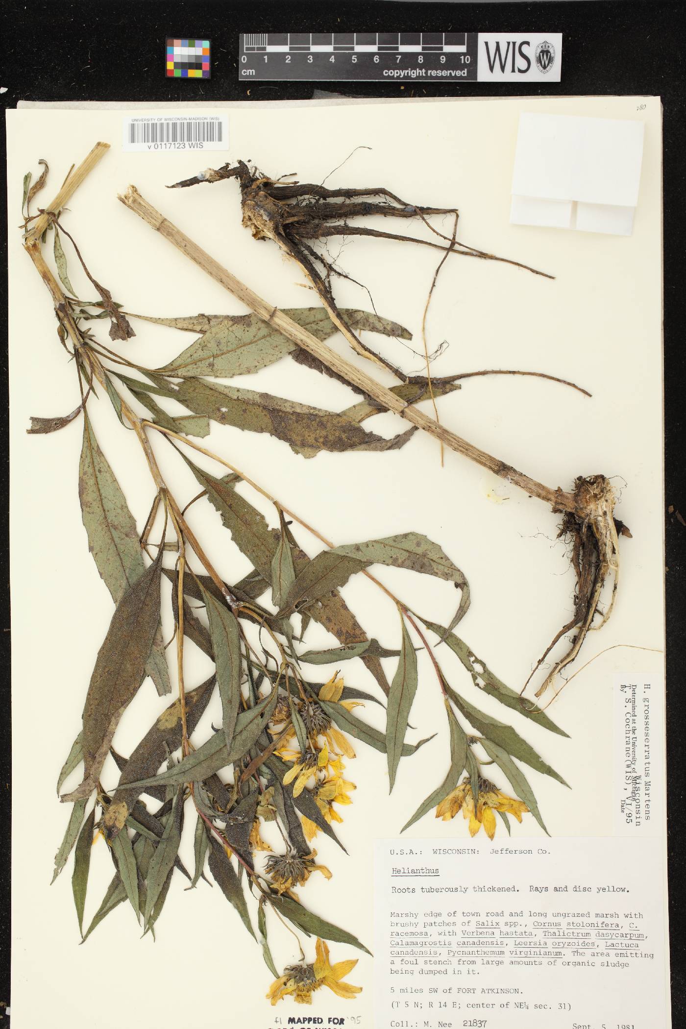 Helianthus grosseserratus image