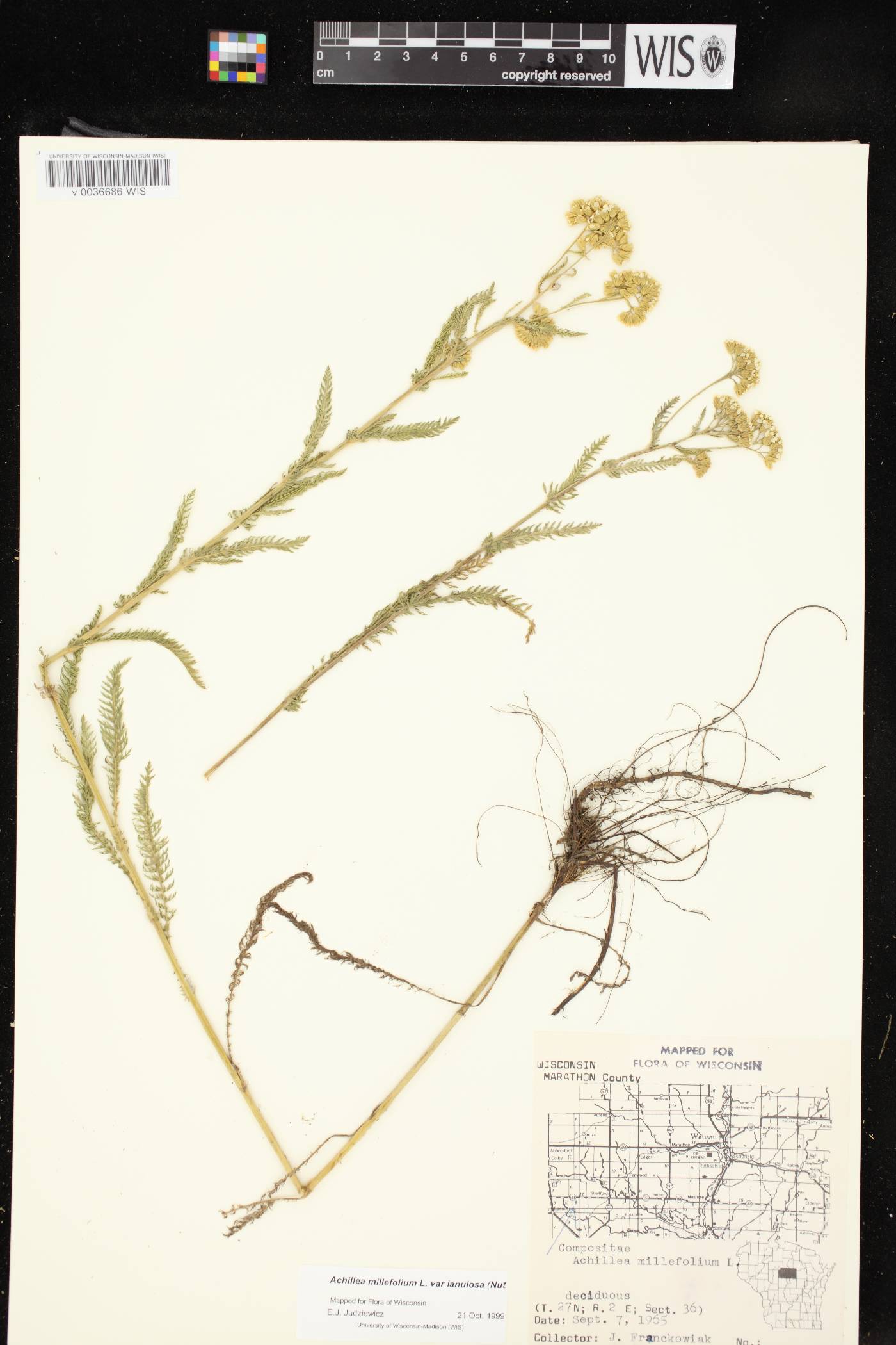 Achillea millefolium image